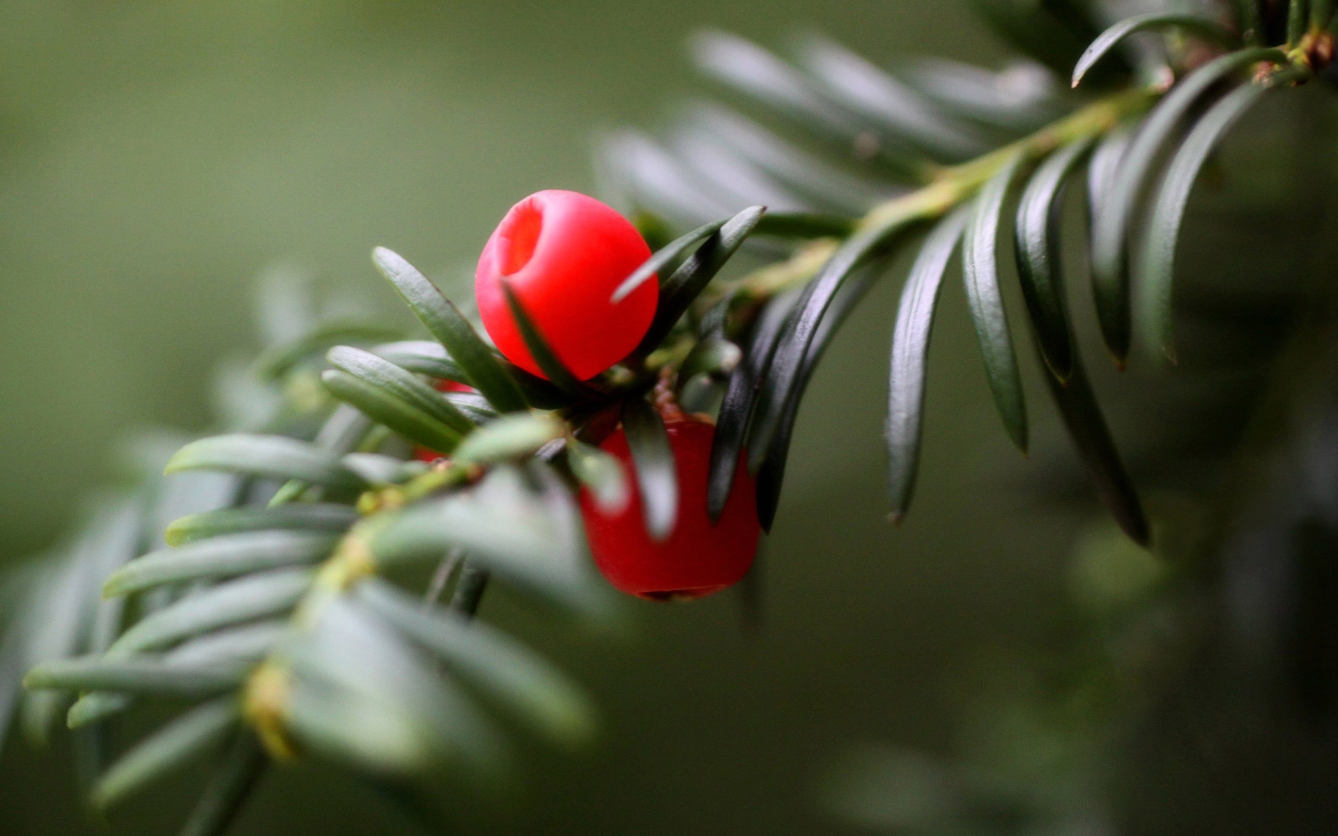 Wallpapers branch berries thorns on the desktop