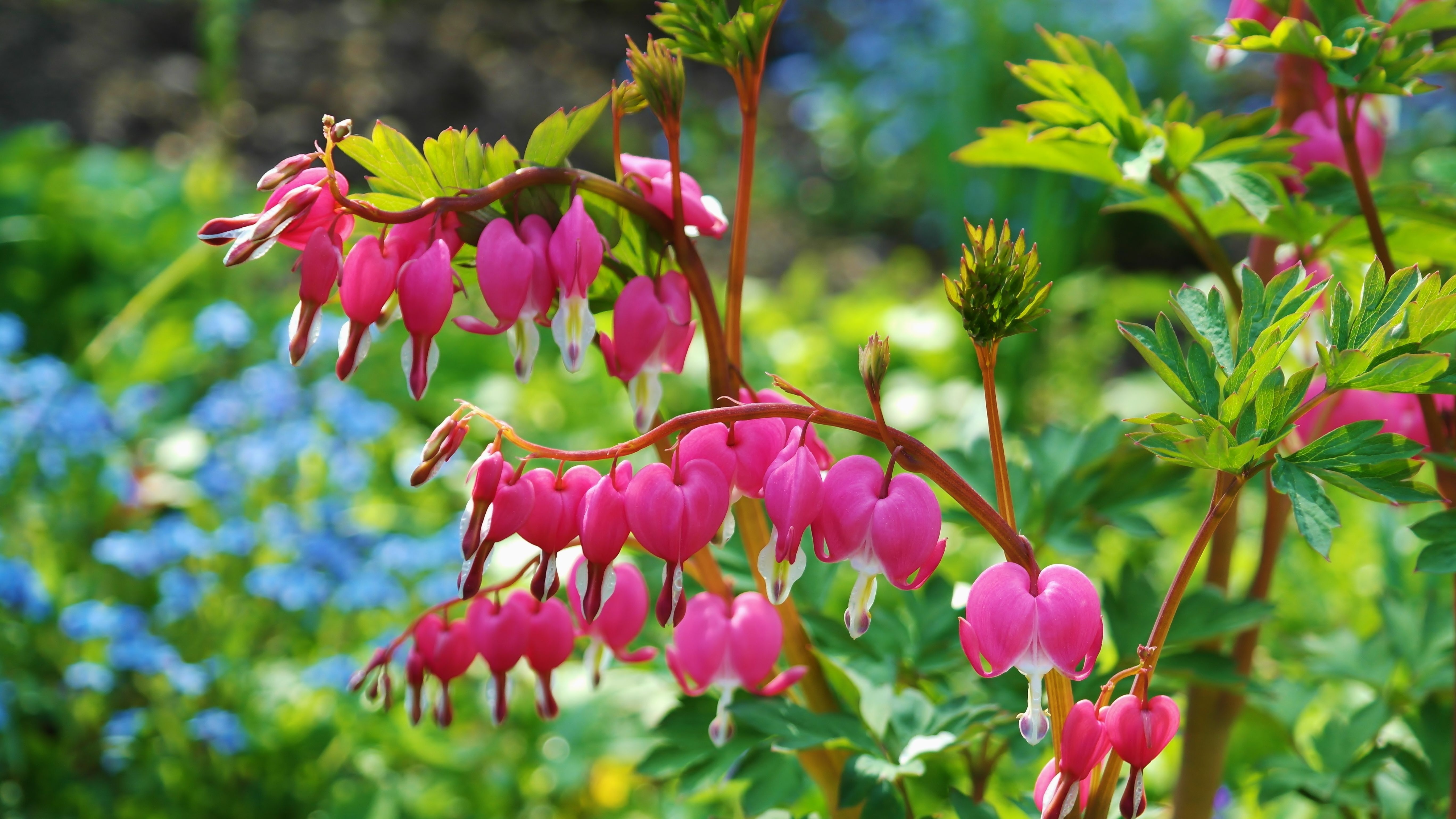 Free photo A plant with pink flowers.