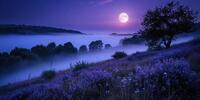 Ночной пейзаж с полной луной, освещающей фиолетовую лаванду и создающей атмосферу спокойствия и волшебства.