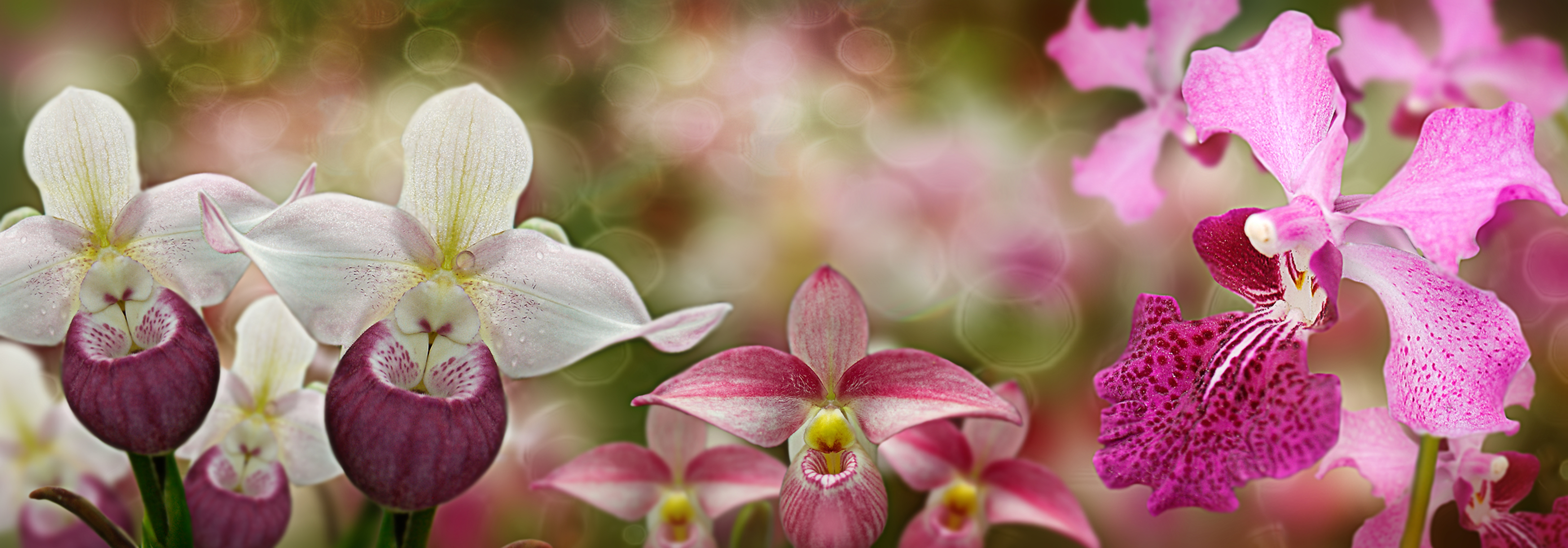 Wallpapers panorama macro orchids on the desktop