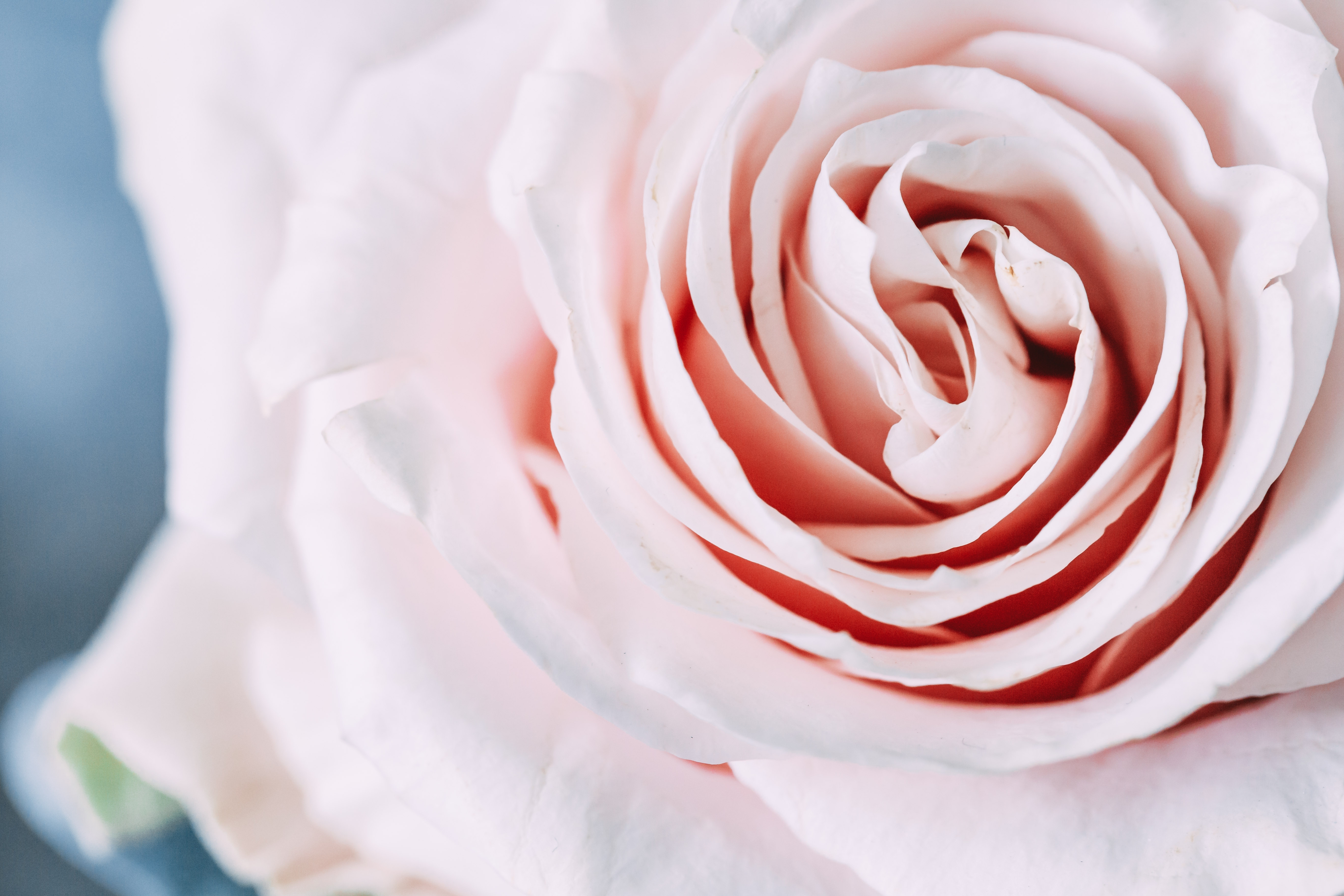 桌面上的壁纸亲爱的 花瓣 粉红玫瑰