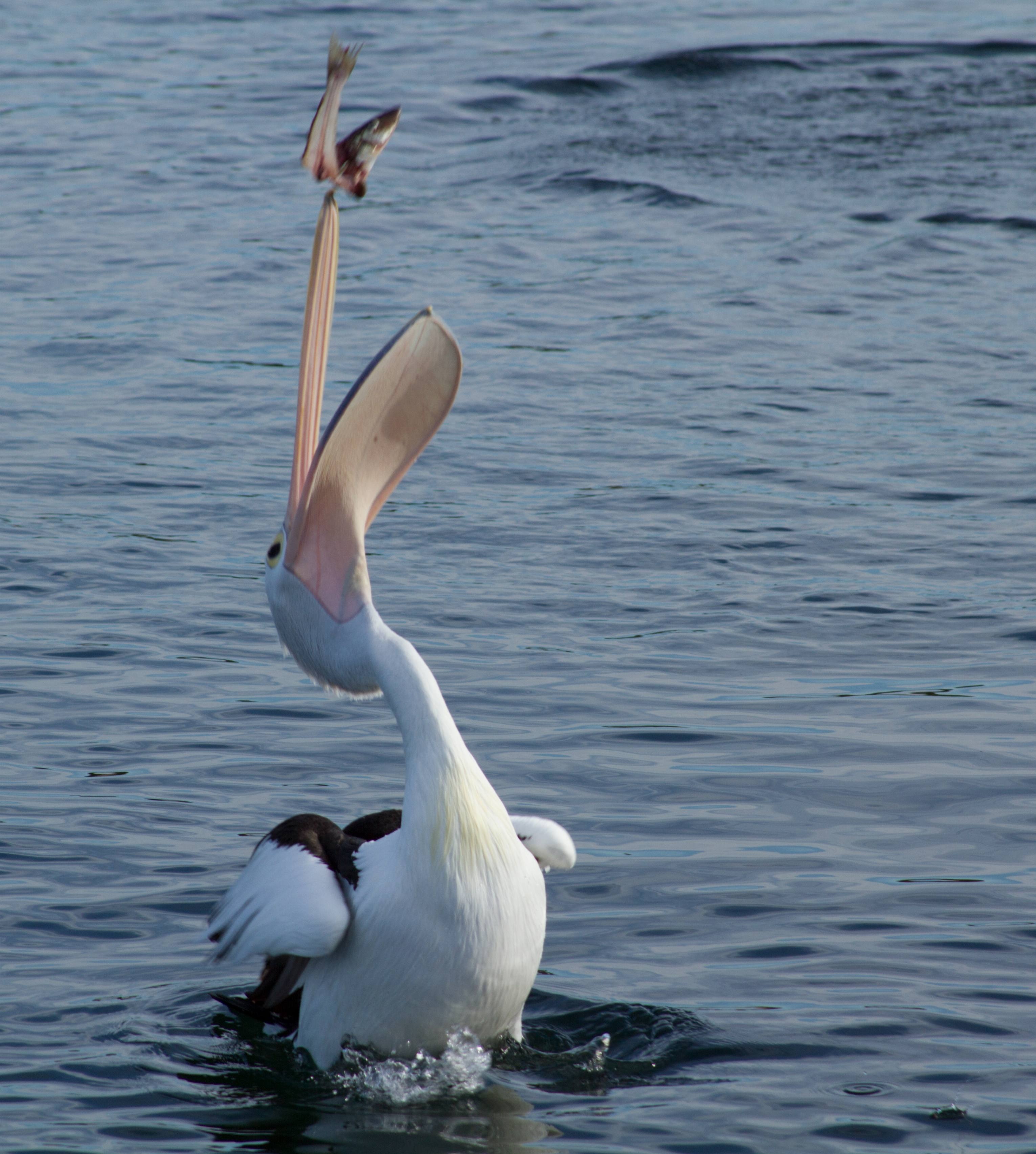 Wallpapers sea water bird on the desktop