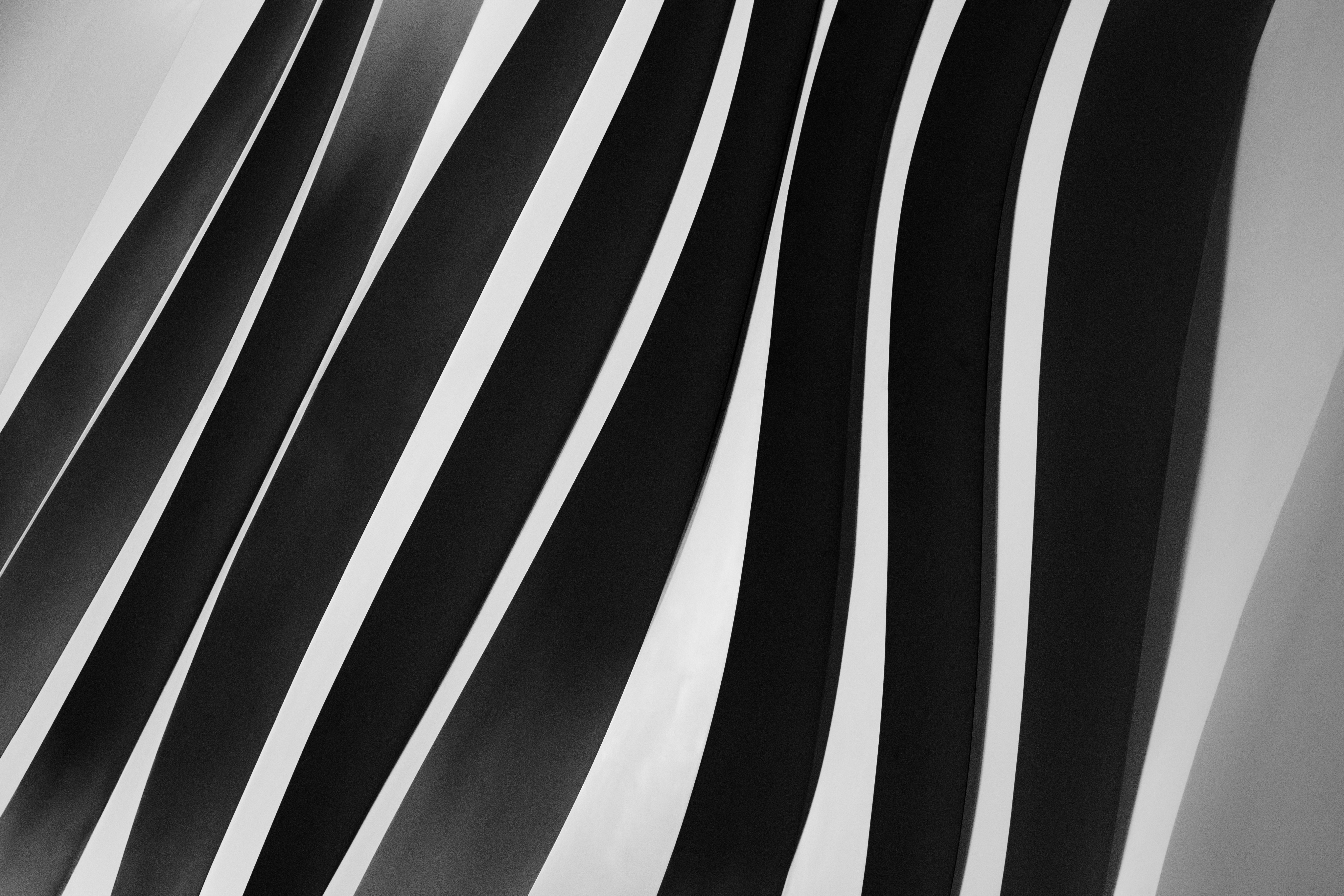 Wallpapers wing black and white white on the desktop