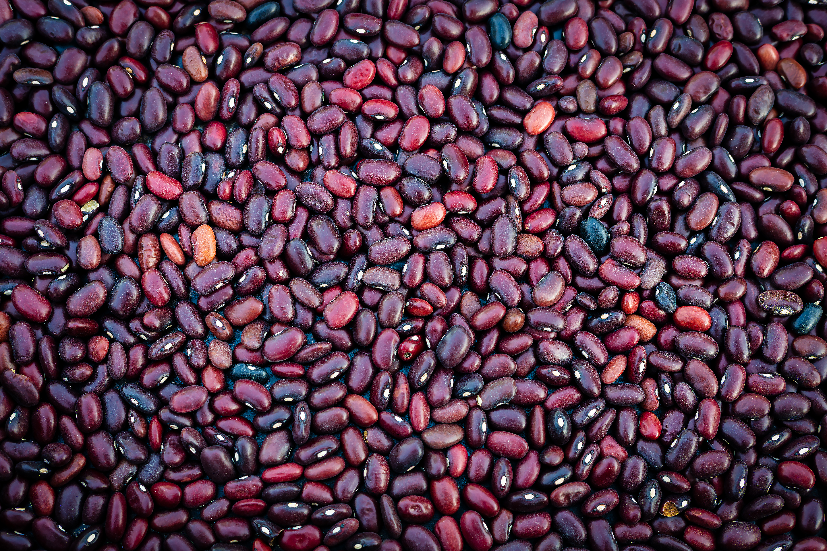 Close-up of bean grains