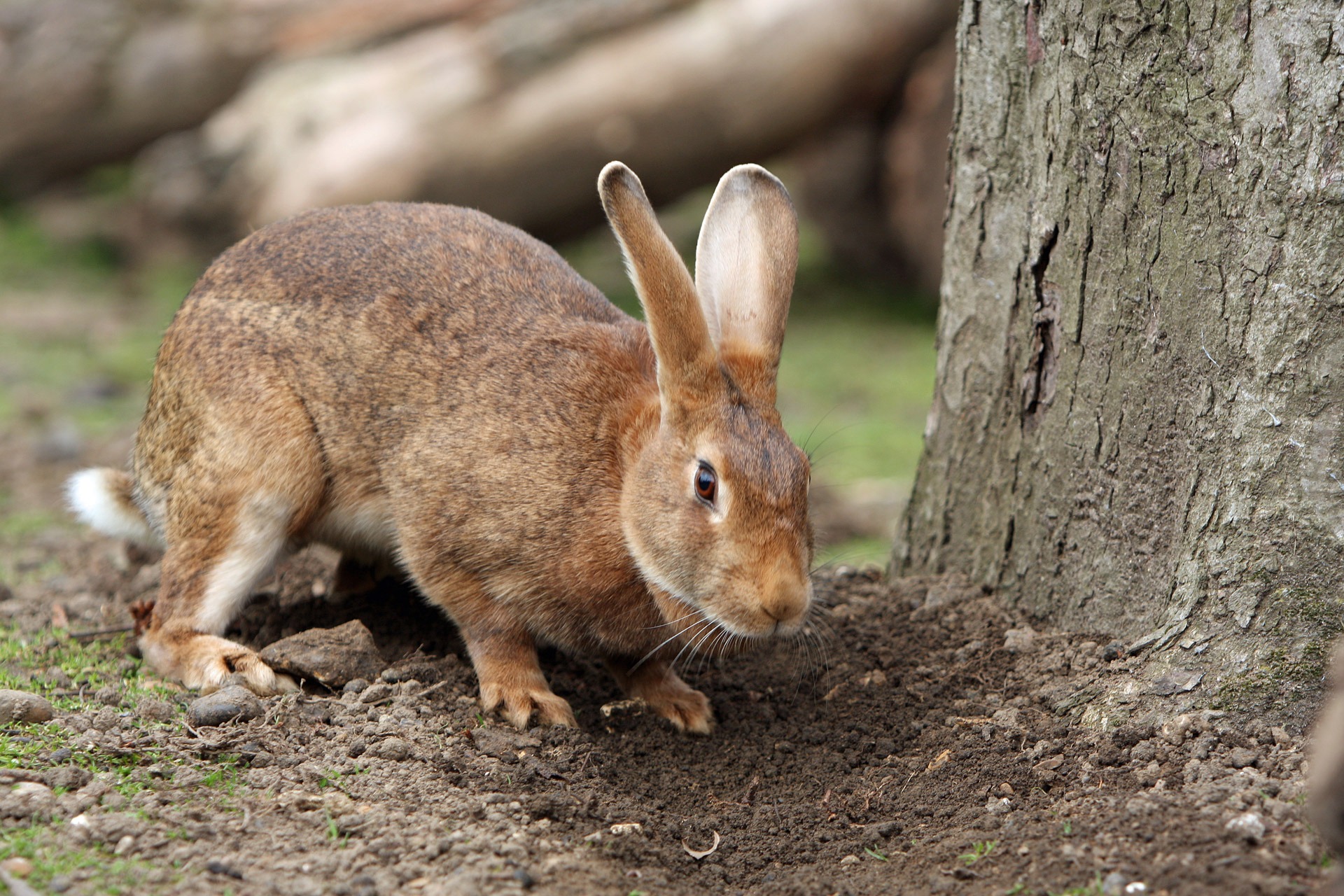 Free photo Rabbit digging a hole