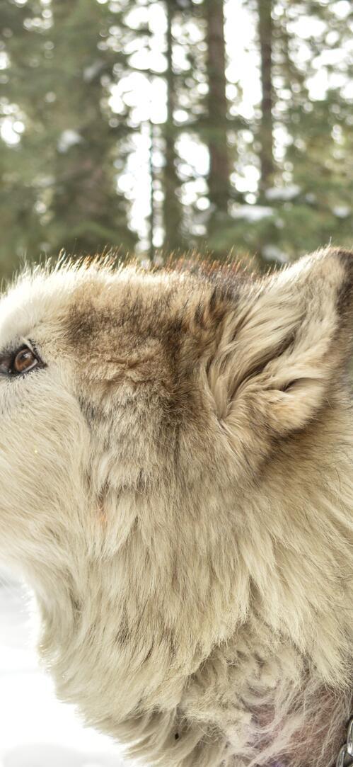 Обои лес снег зима на рабочий стол
