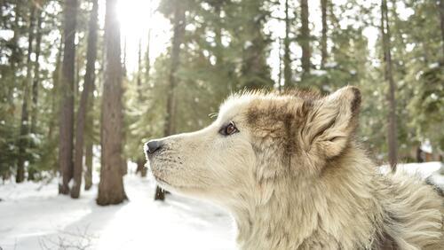 Обои лес снег зима на рабочий стол
