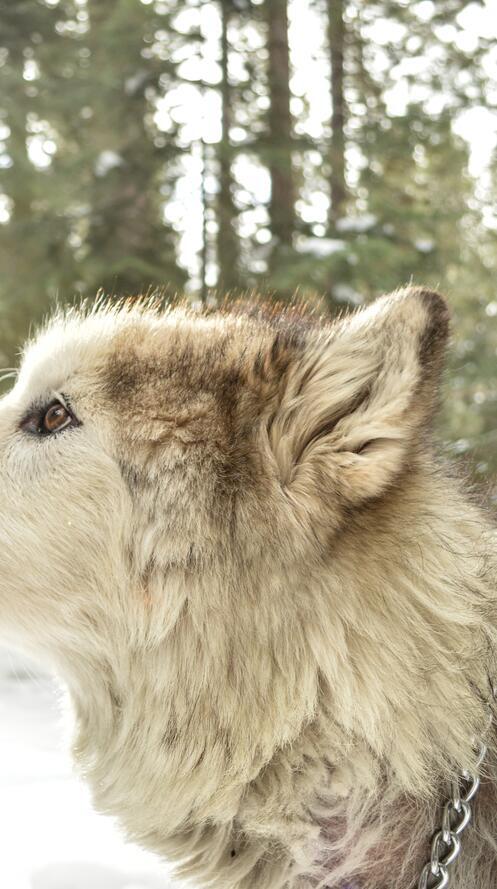 Обои лес снег зима на рабочий стол
