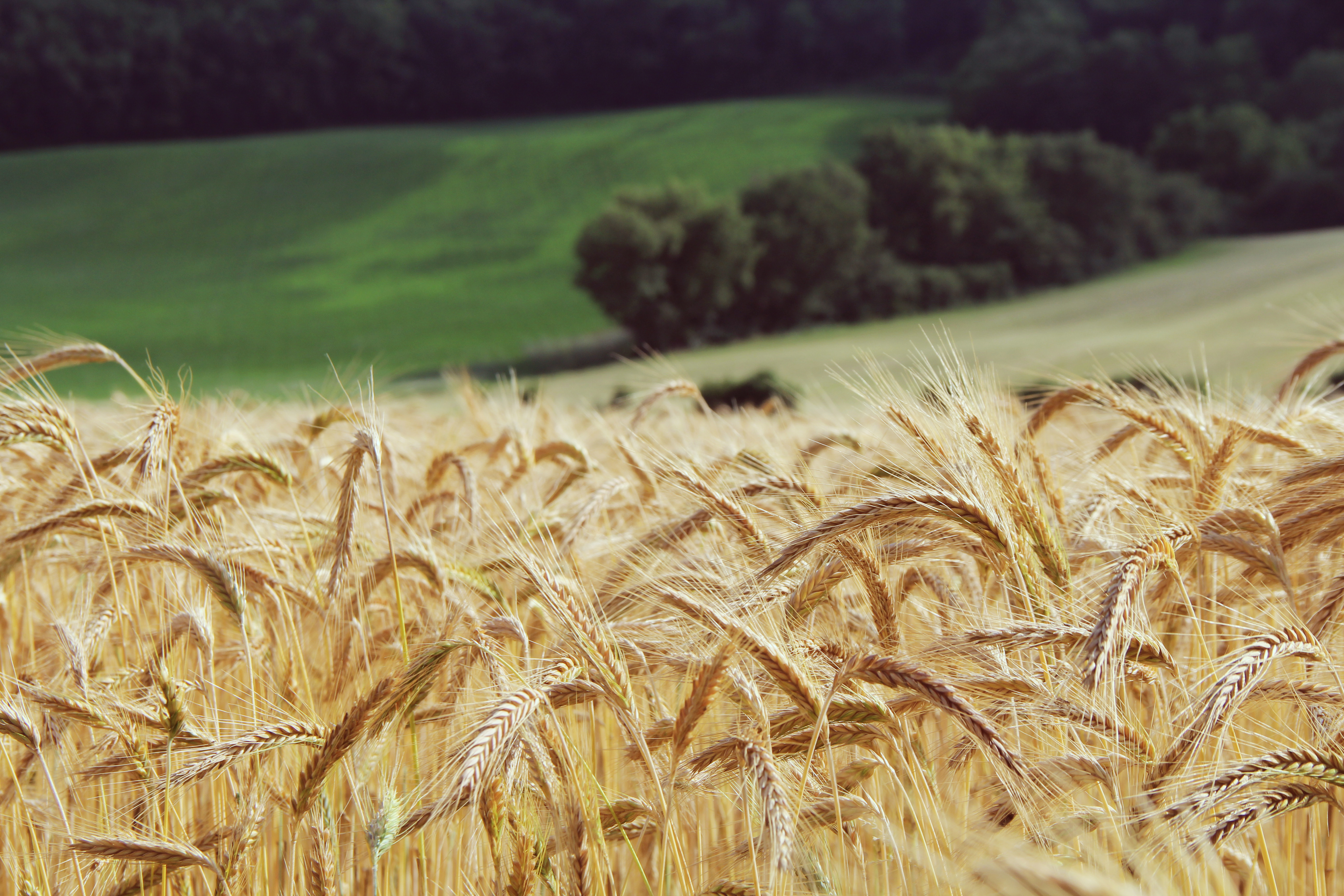 Free photo A field of wheat near the forest