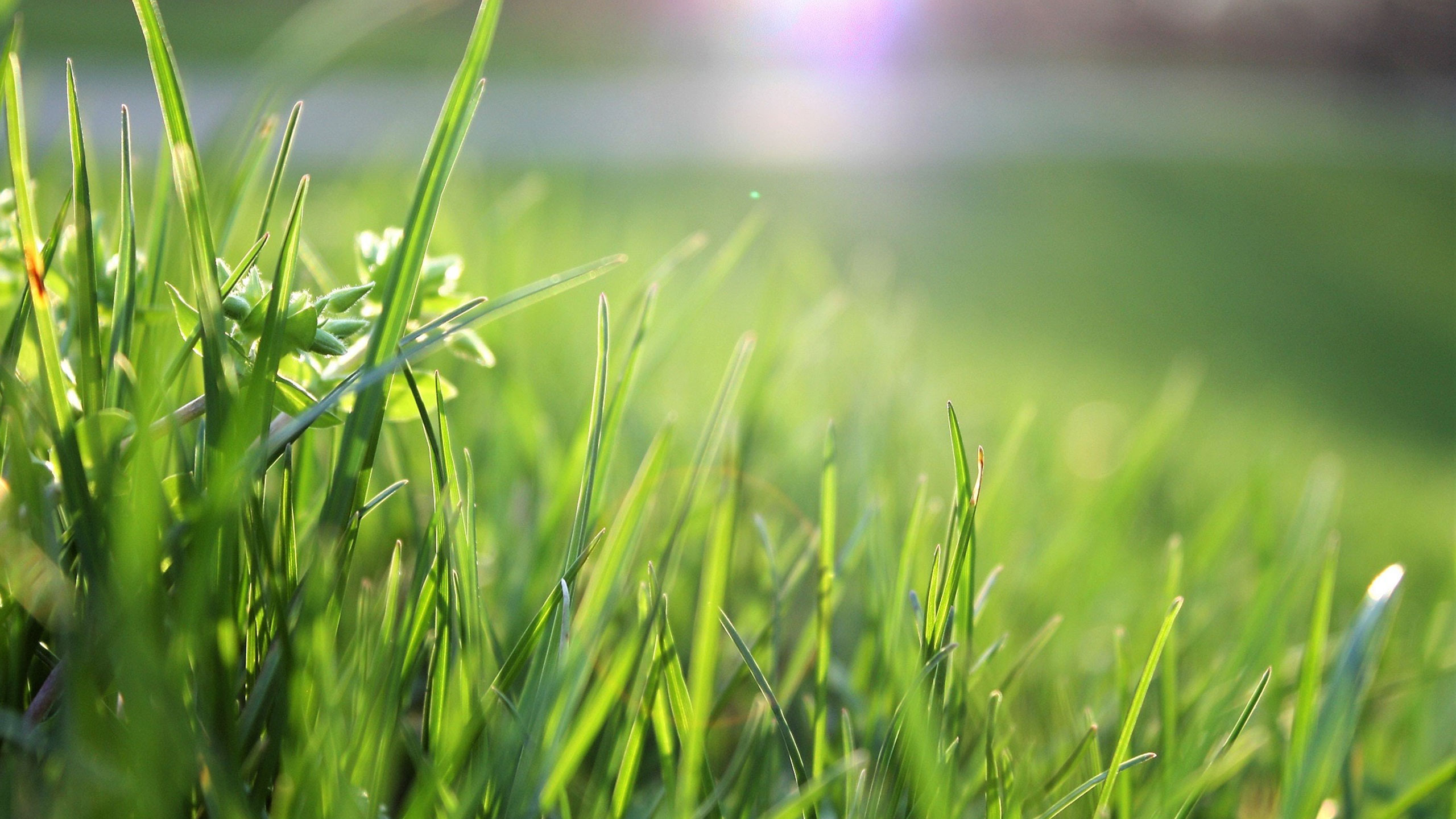 Обои обои трава утро солнечный свет на рабочий стол