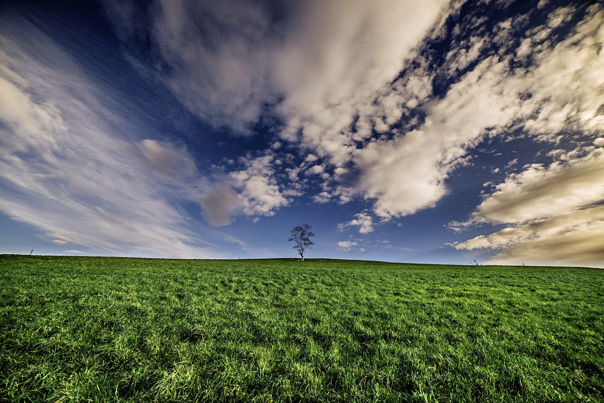 Wallpapers lone tree grass green field on the desktop