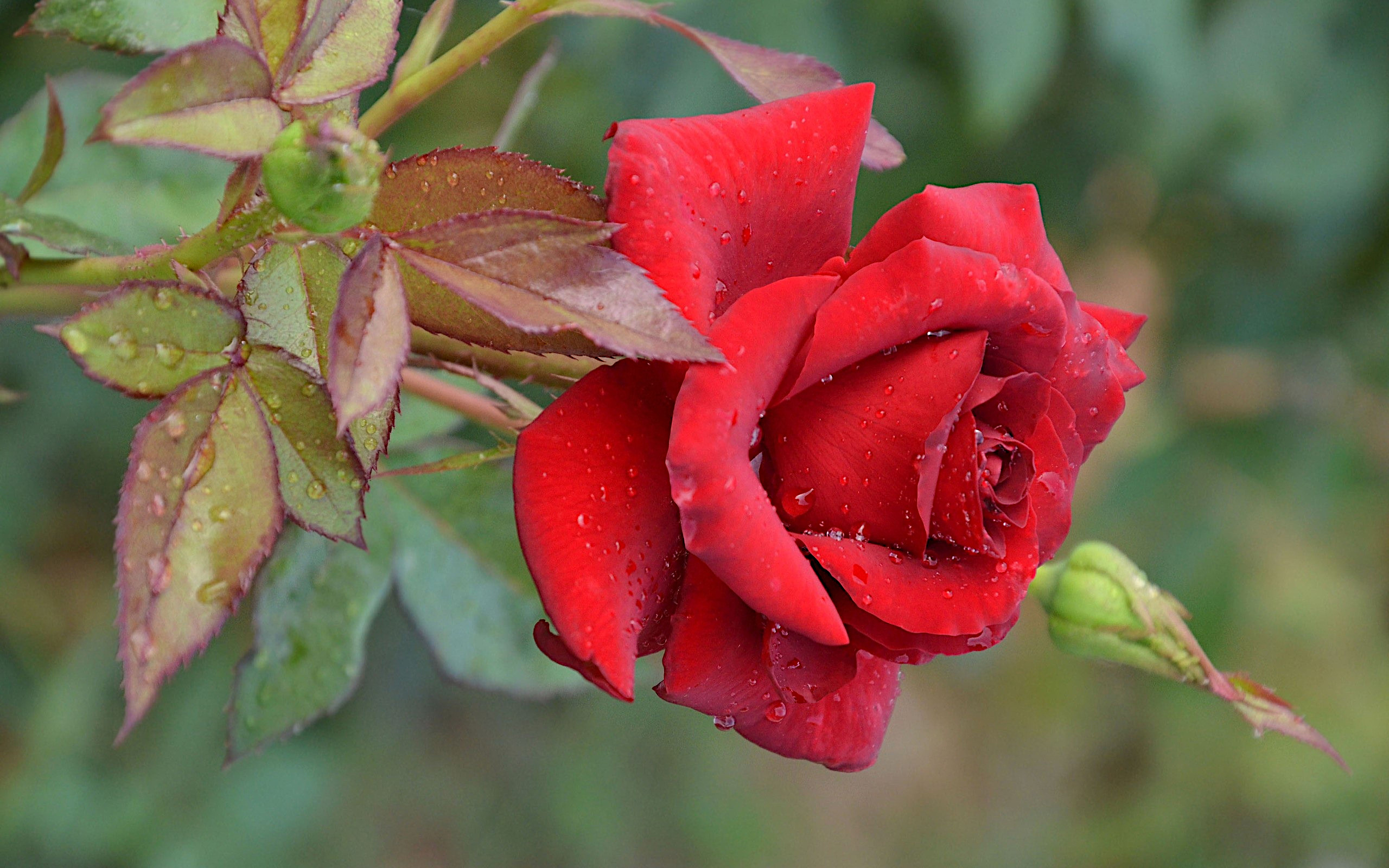 免费照片红玫瑰花