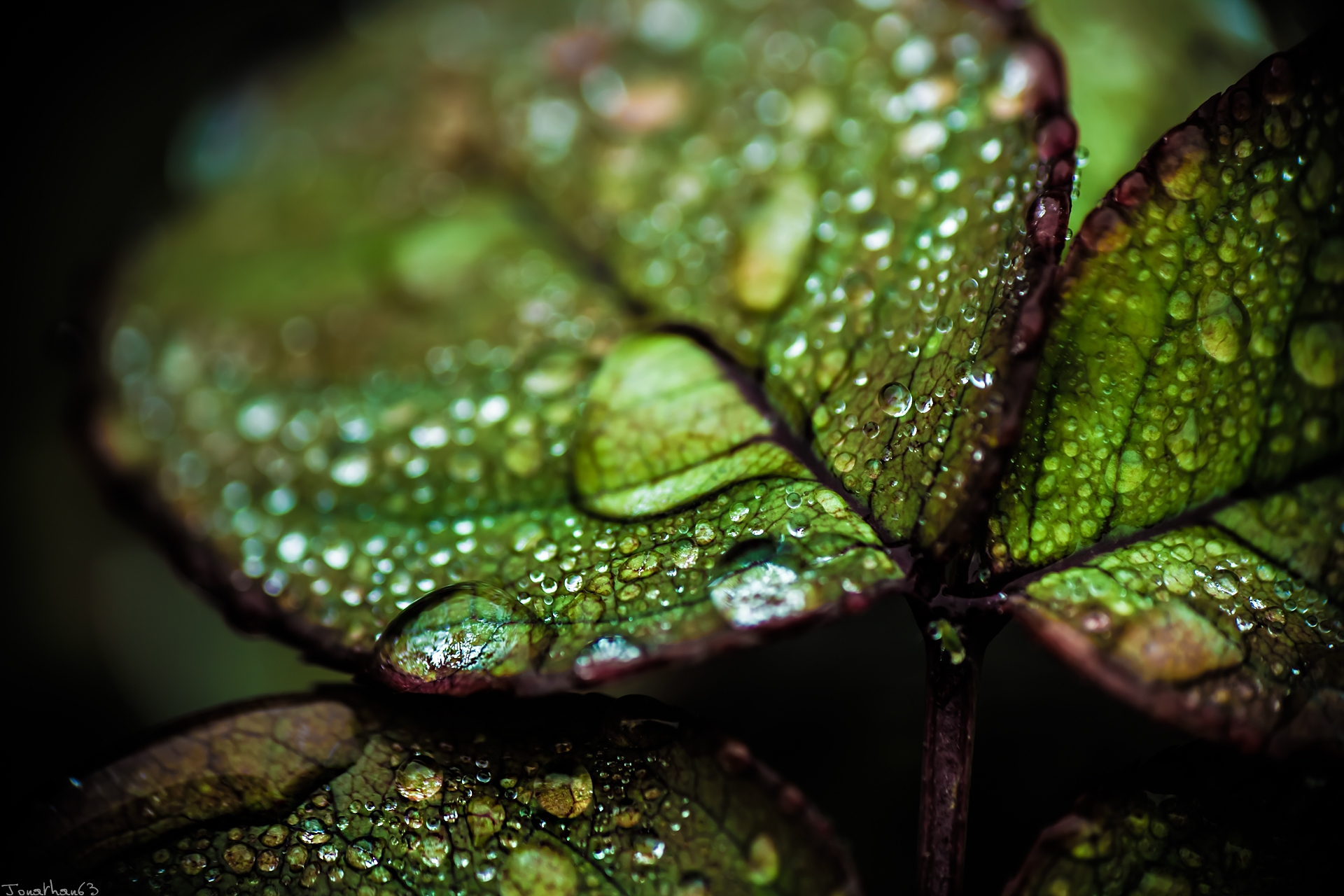 капли дождя на цветах