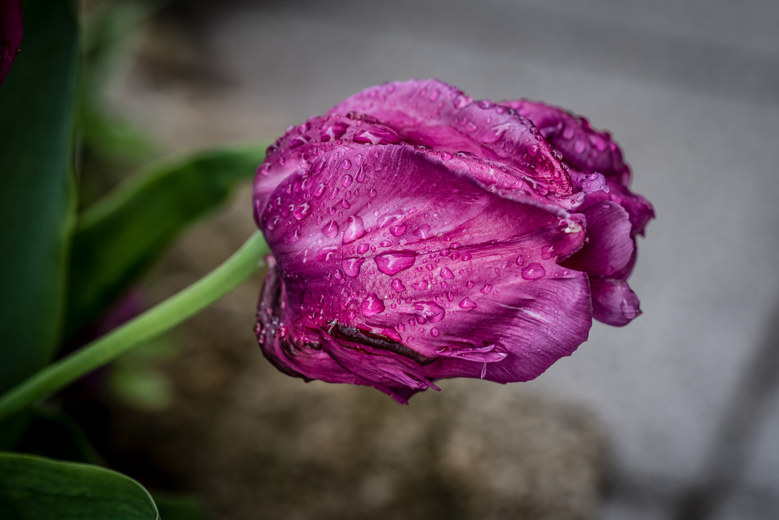 Wallpapers flowers tulip violet on the desktop