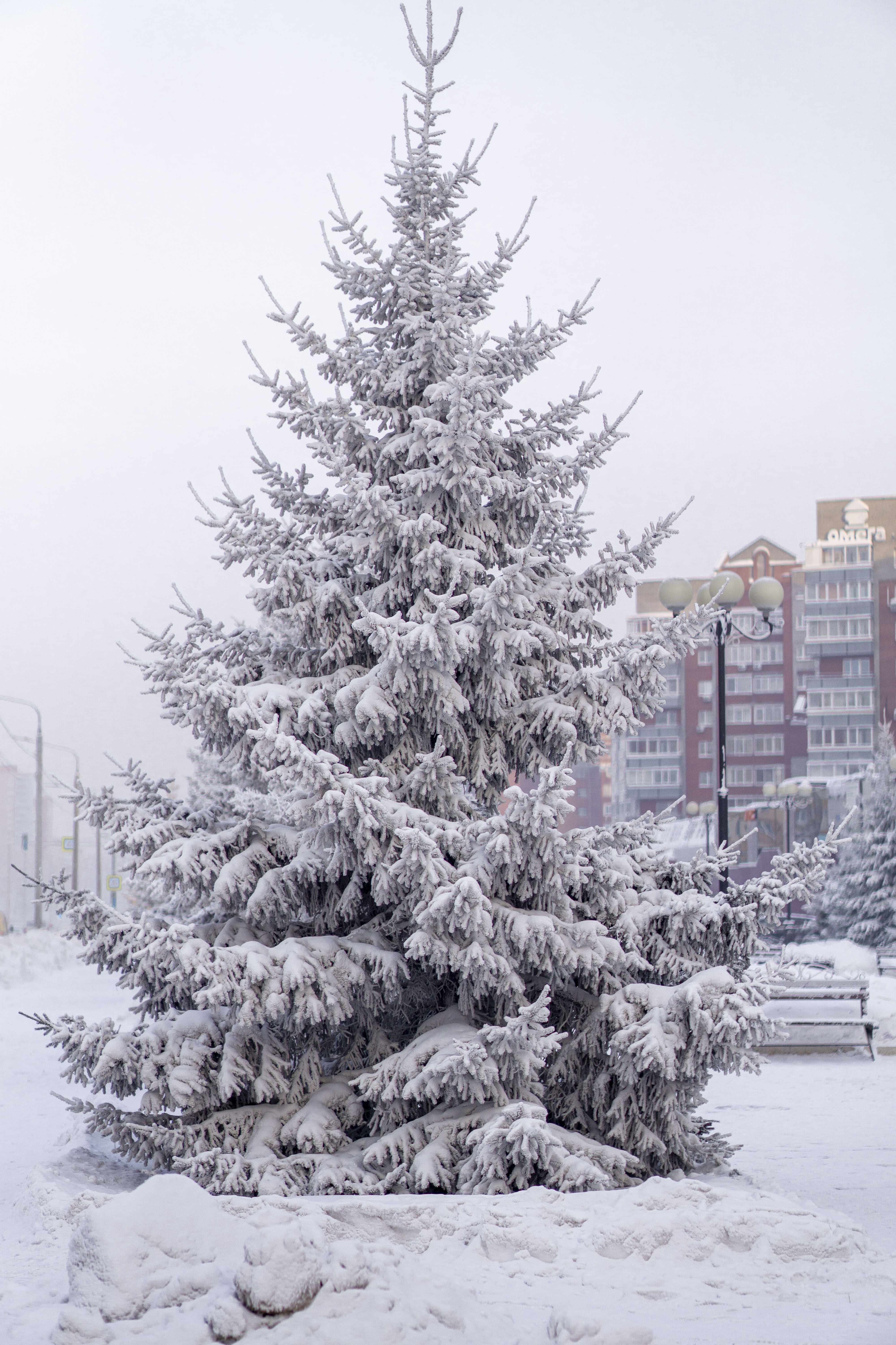 Free photo Frozen tree