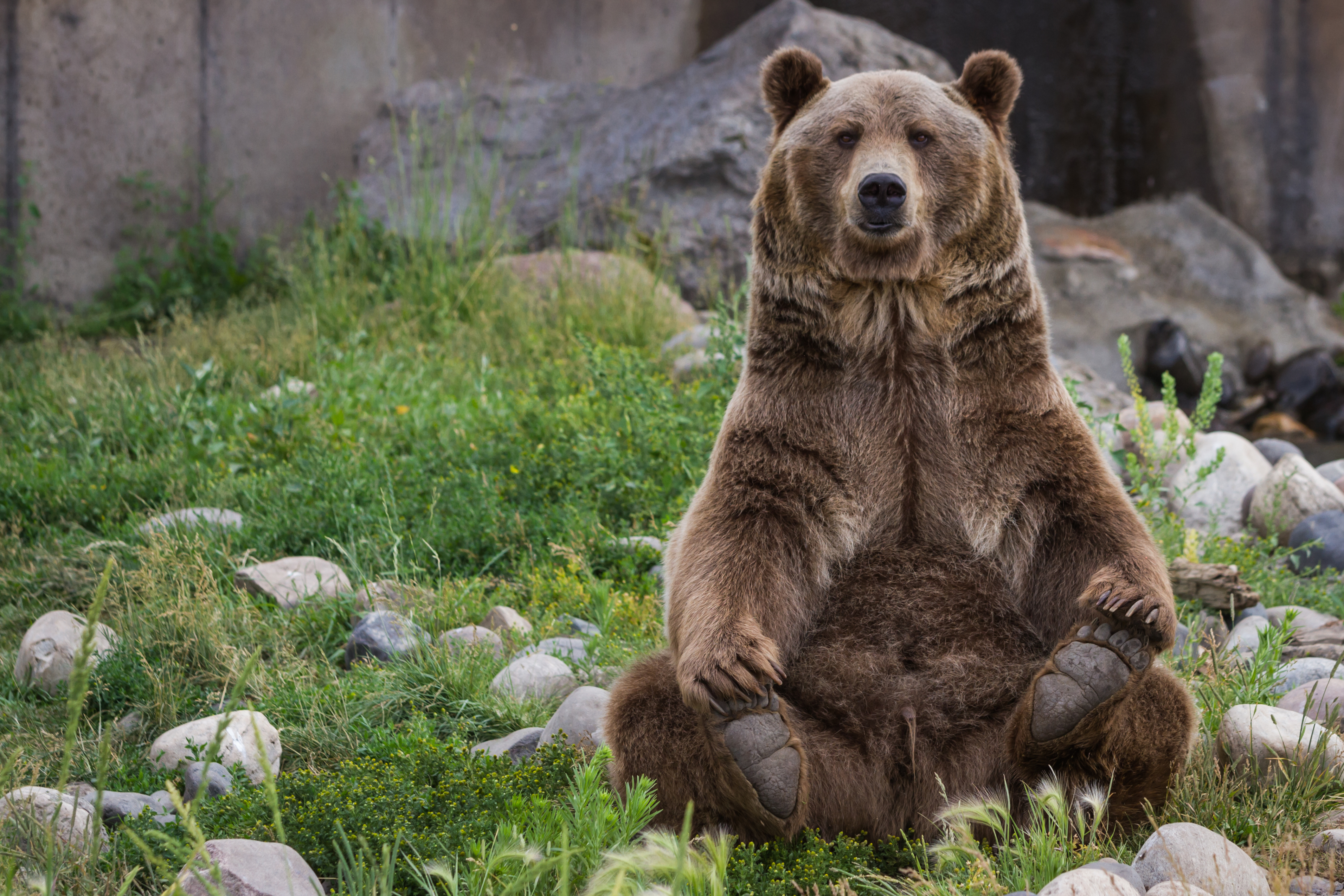 Wallpapers Balu Grizzly stones on the desktop