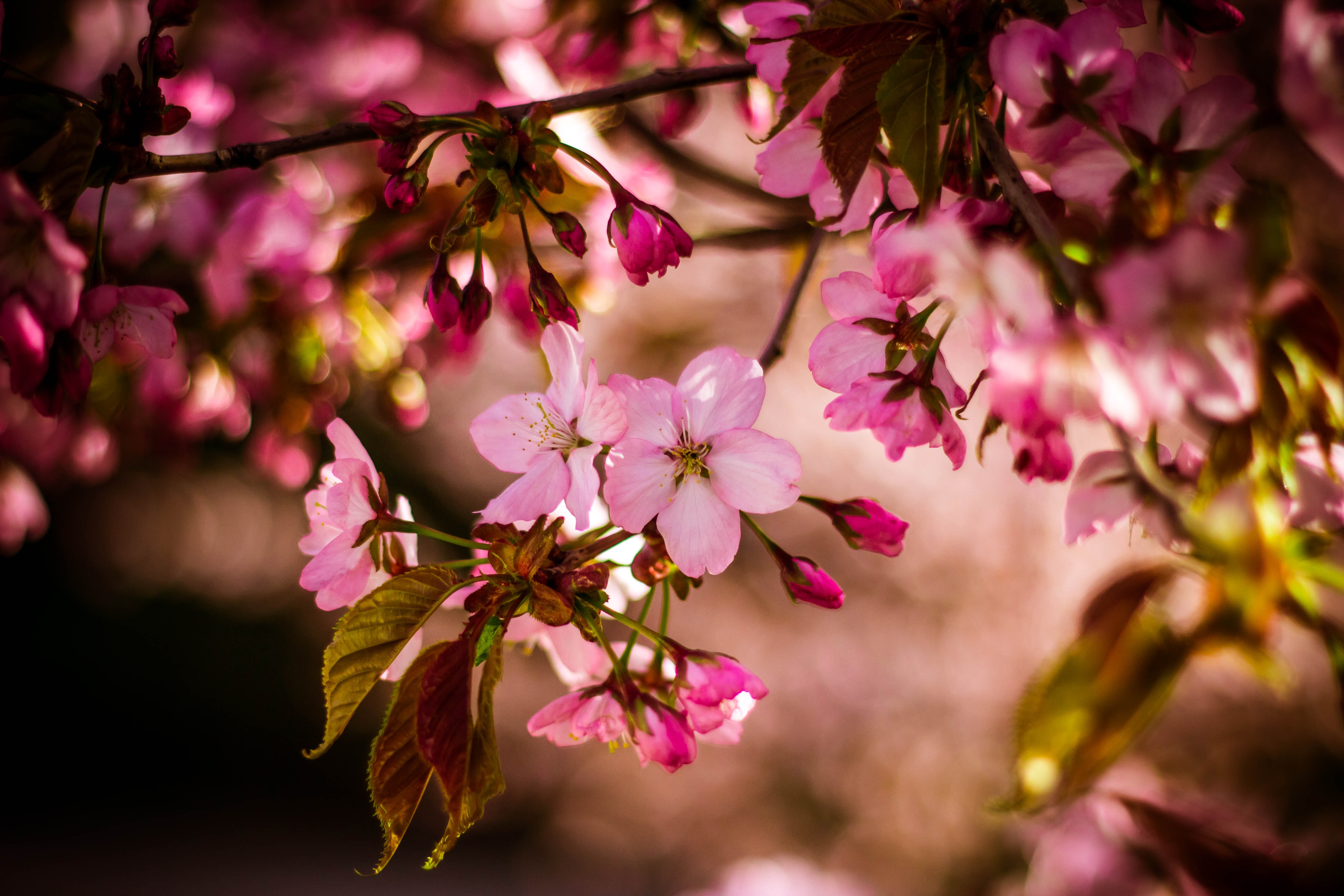 Wallpapers flora flowers sakura on the desktop