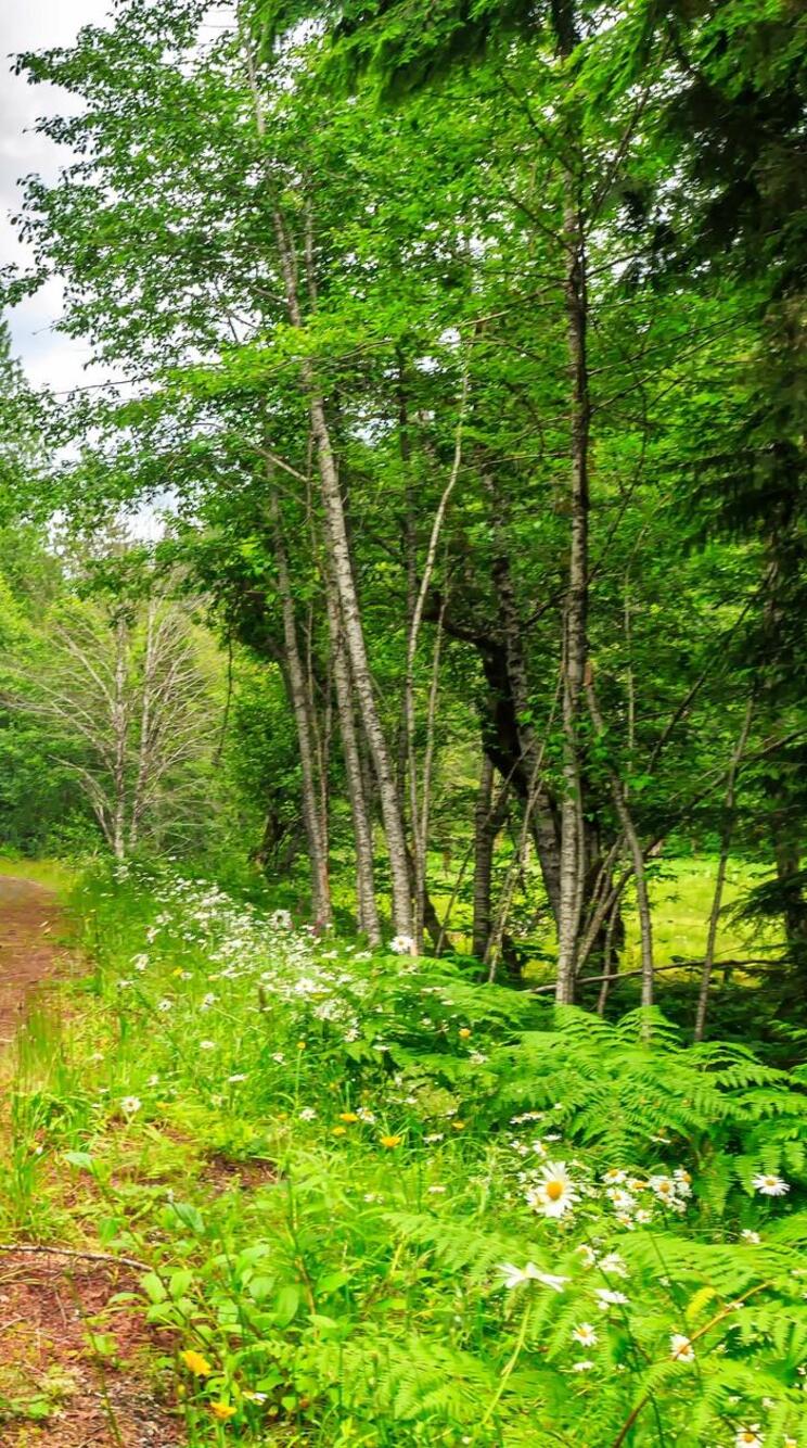 Дорога через лес фото Дорога через лес фото