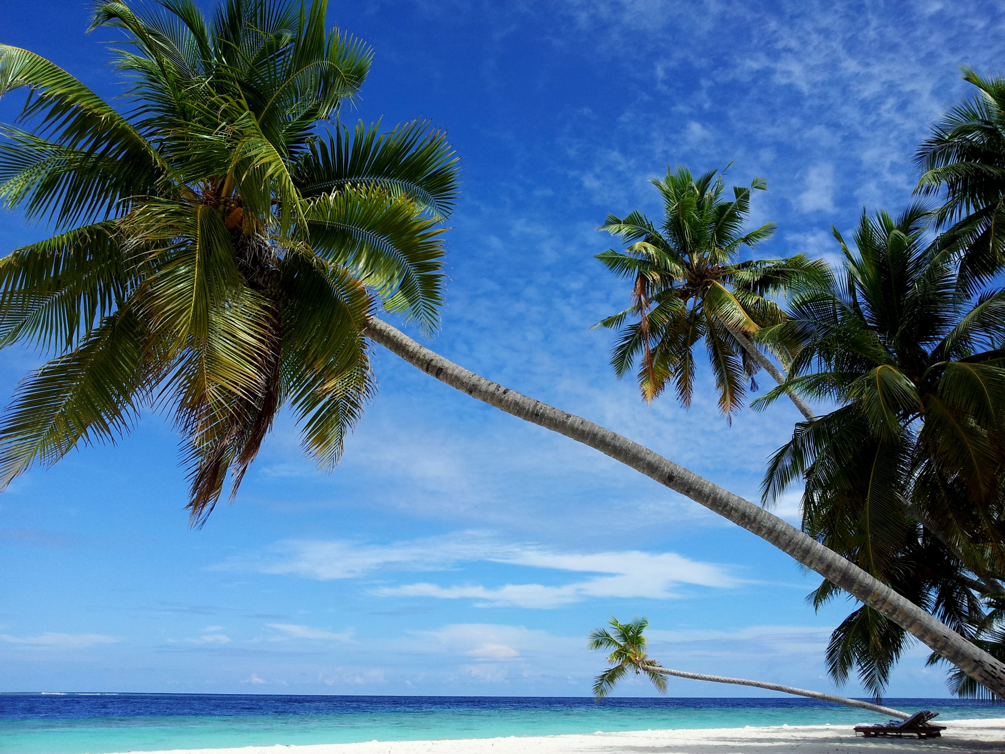 Free photo Palm trees on a sandy beach