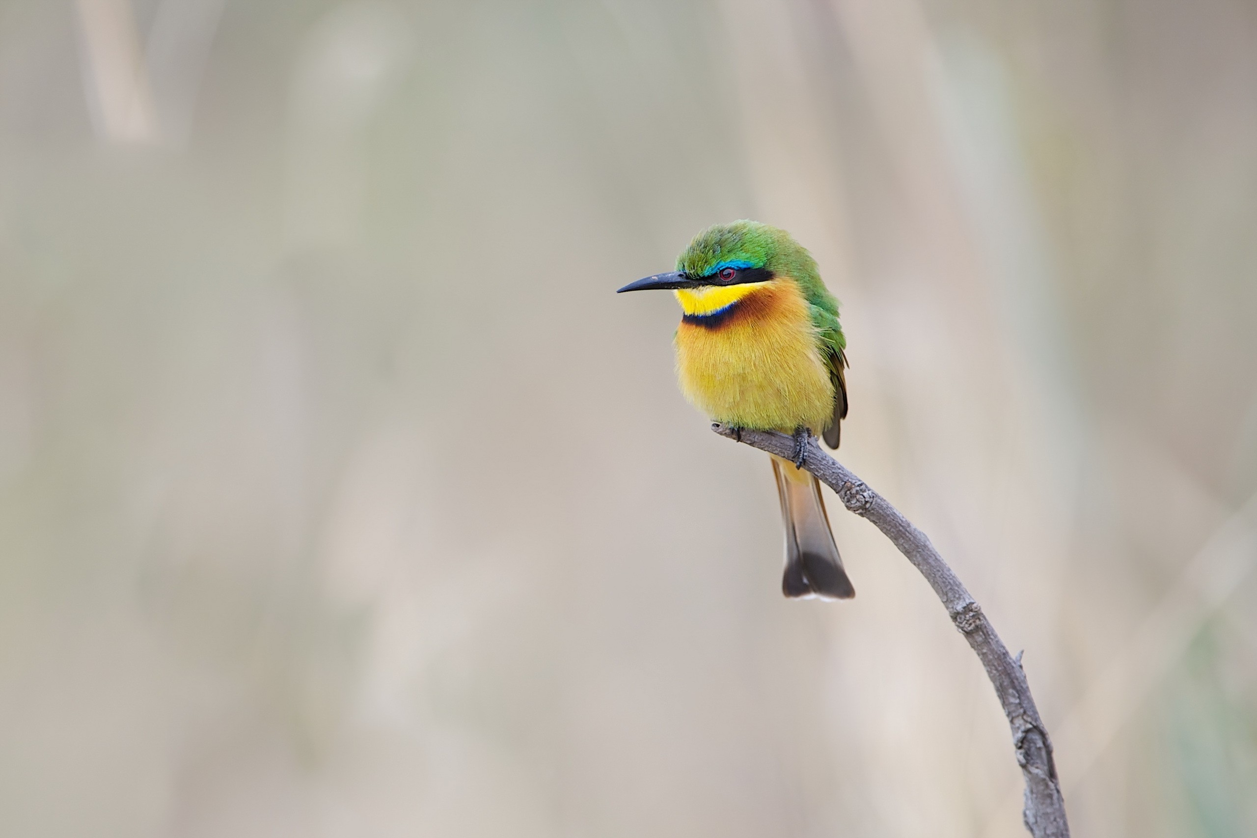 Бесплатное фото Карликовая щурка на ветке