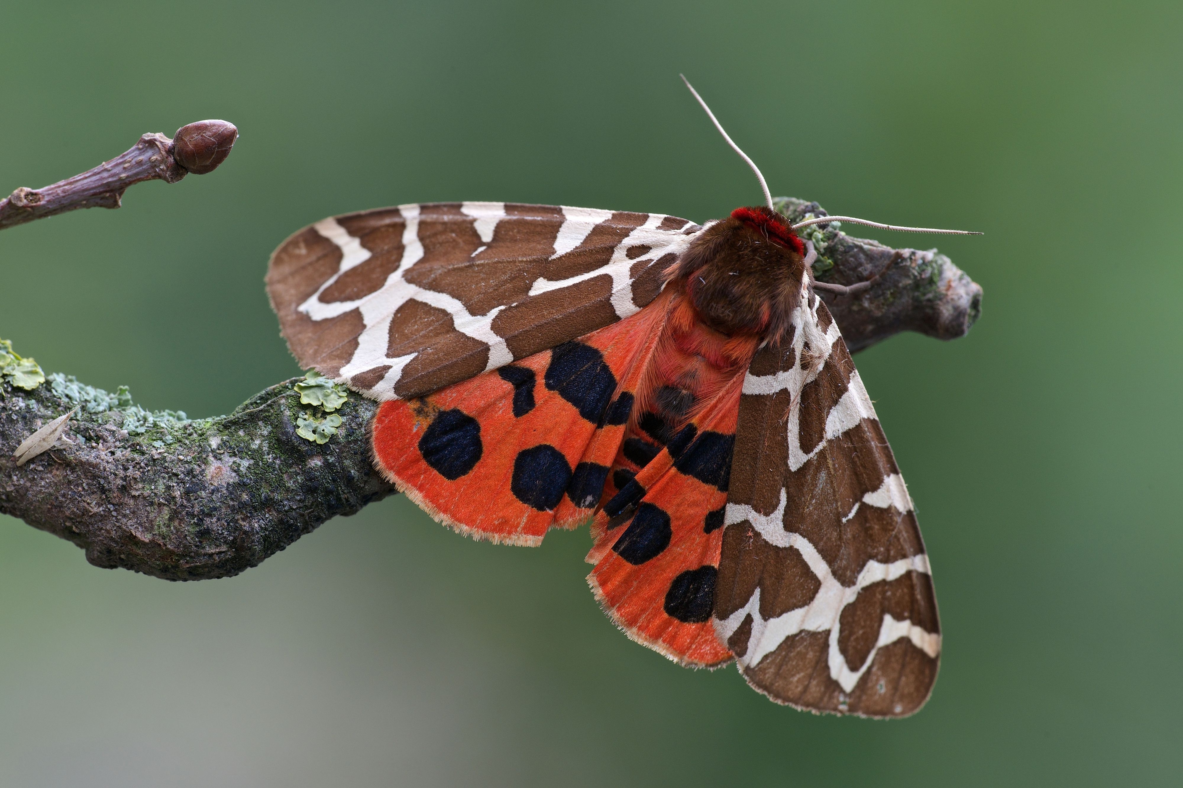 Free photo A butterfly with double-colored wings.