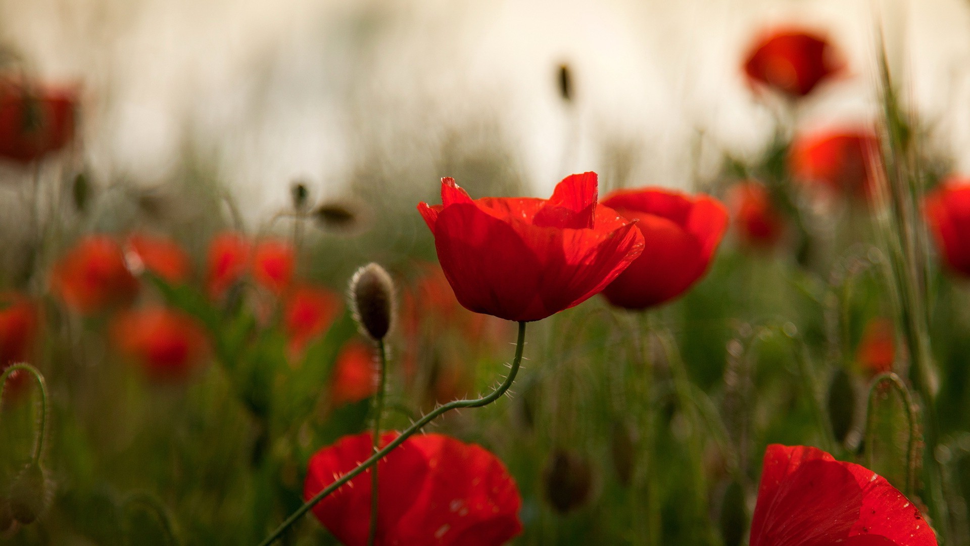 Wallpapers flowers poppies red flowers on the desktop