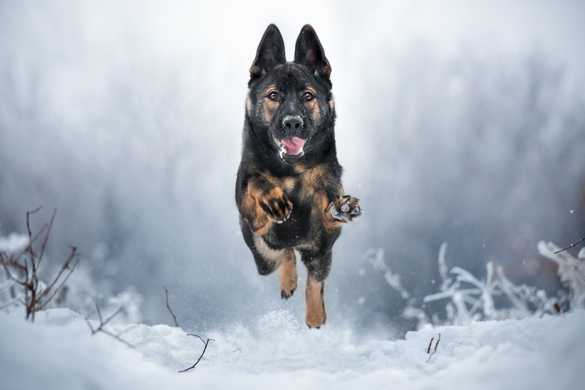 Wallpapers German shepherd dog pet on the desktop