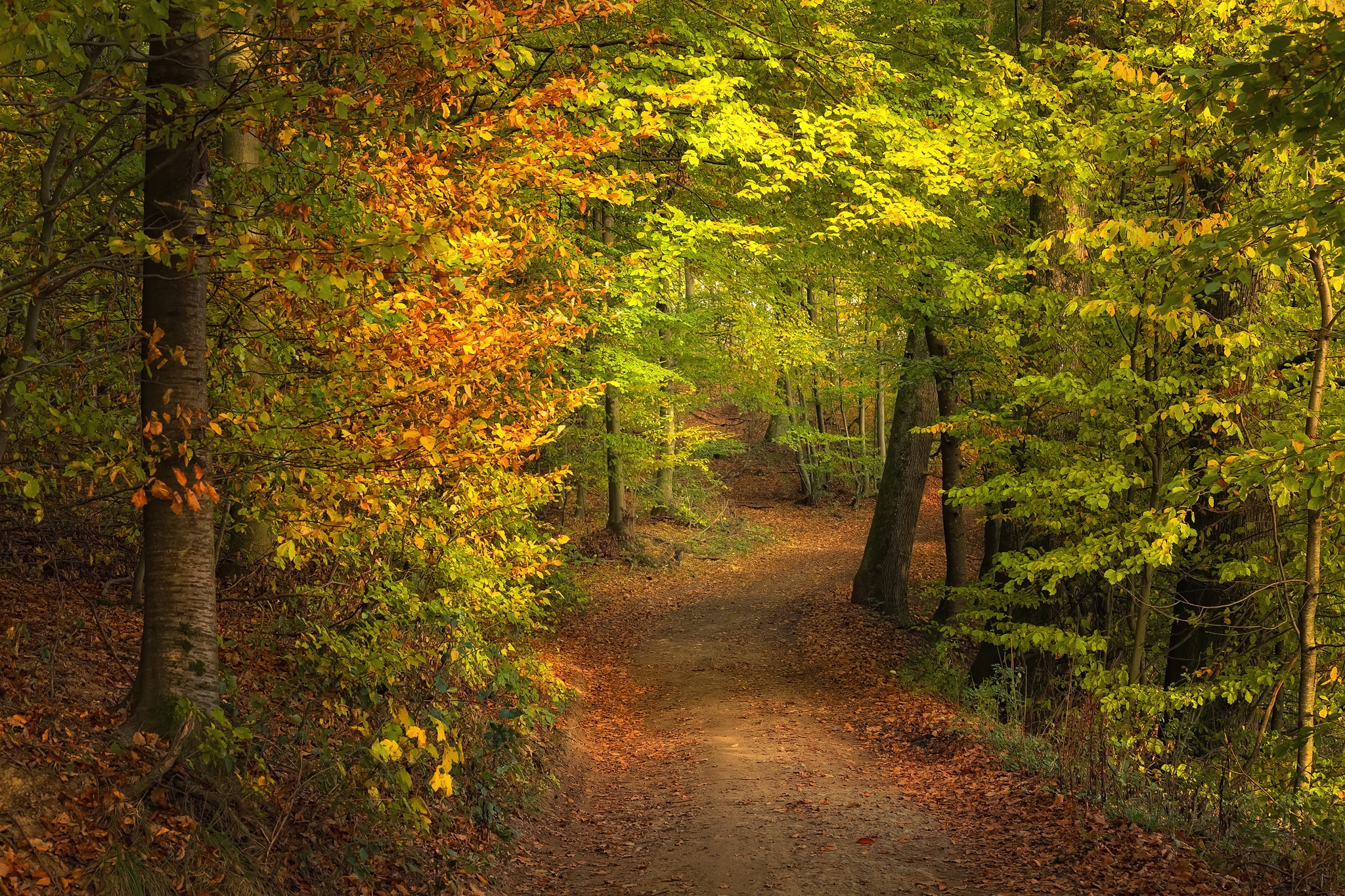 Wallpapers autumn colours nature trees on the desktop