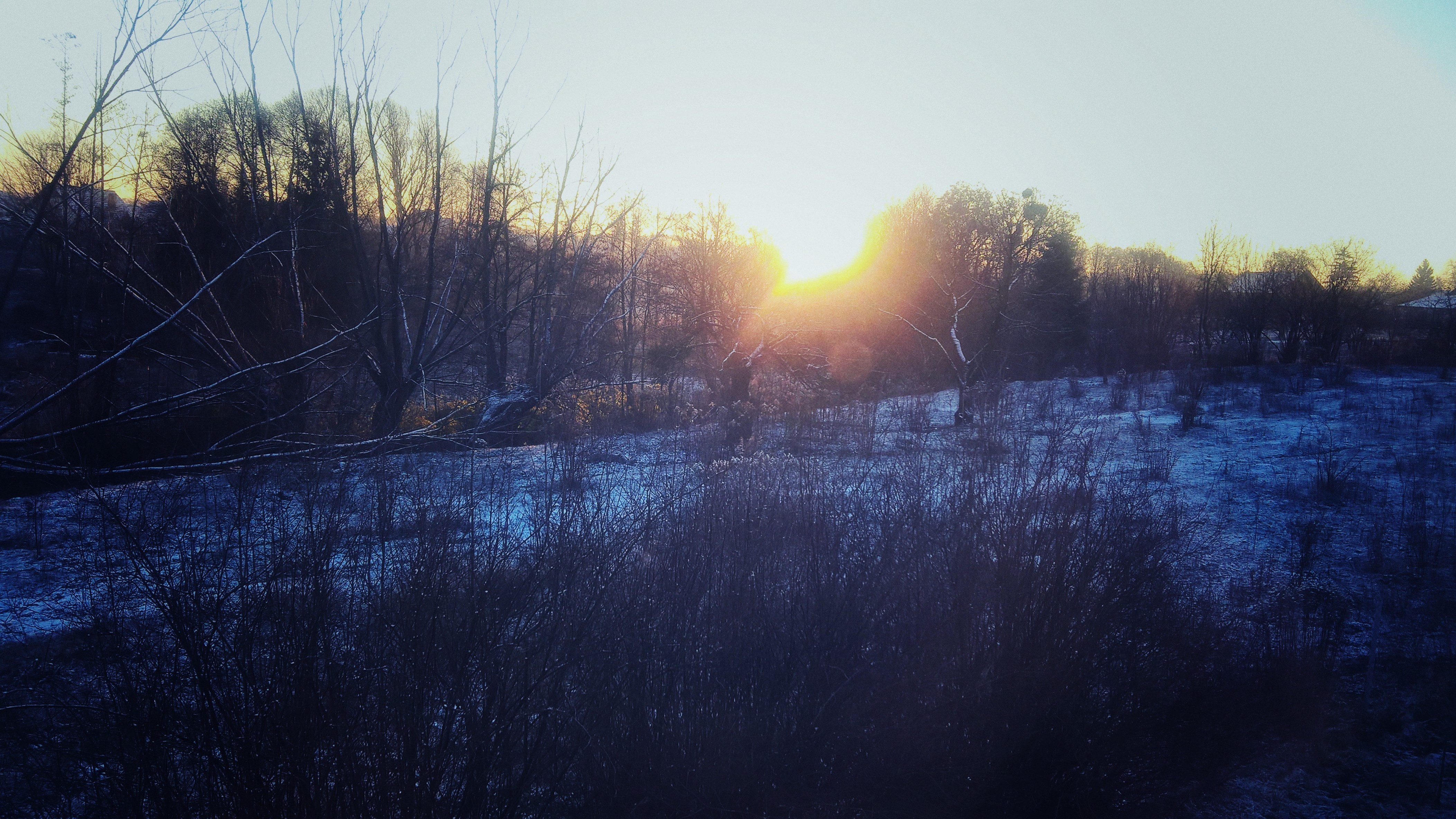 桌面上的壁纸日光 树木 日落