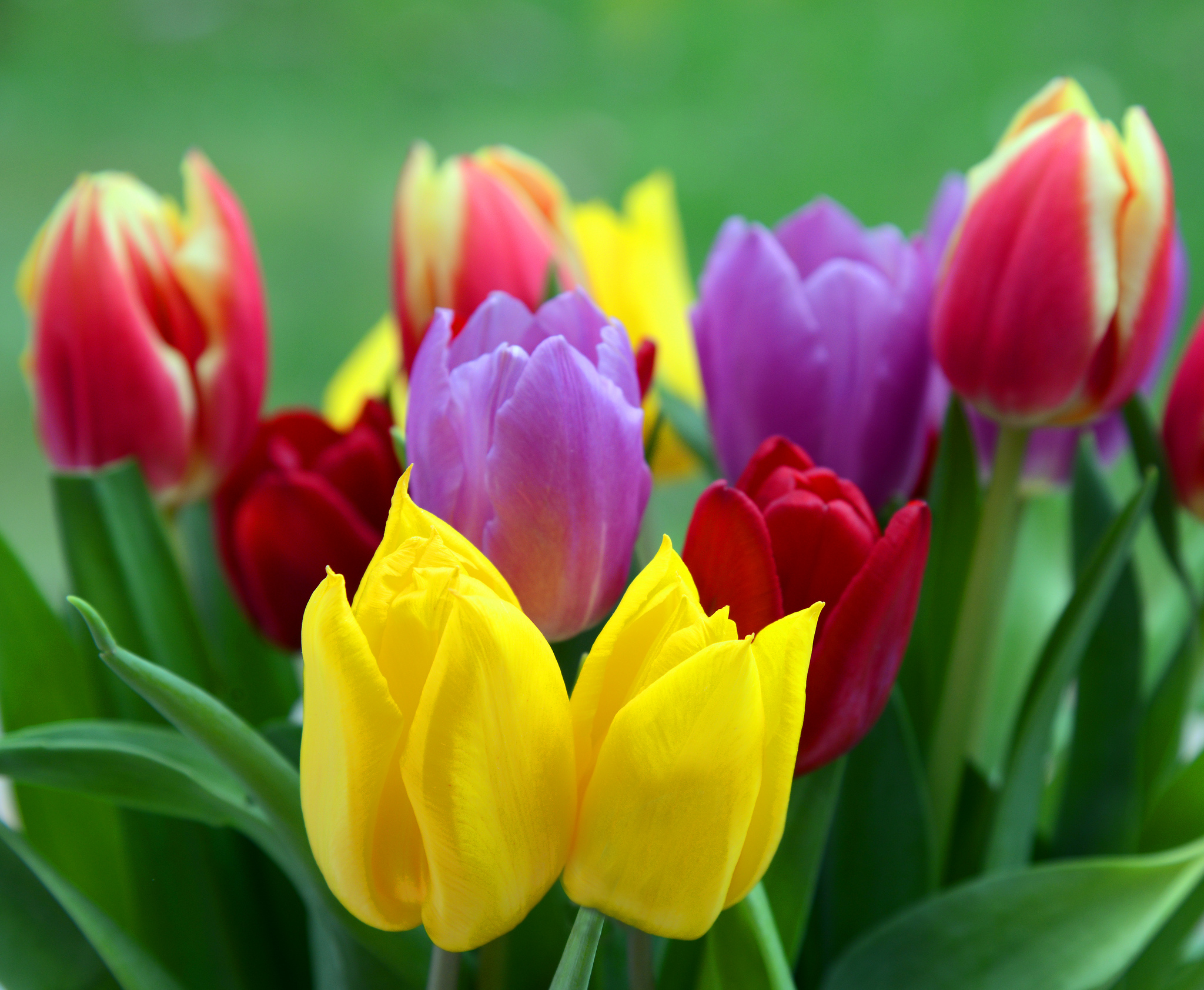 Tulips in different colors