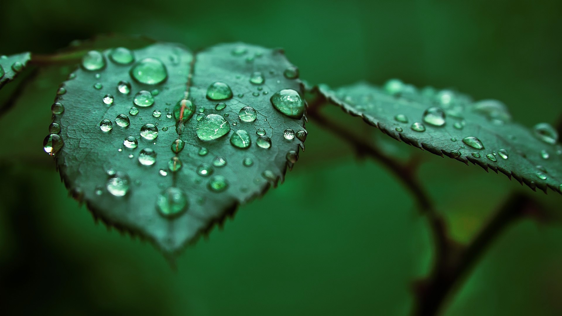 免费照片绿叶上的大雨滴