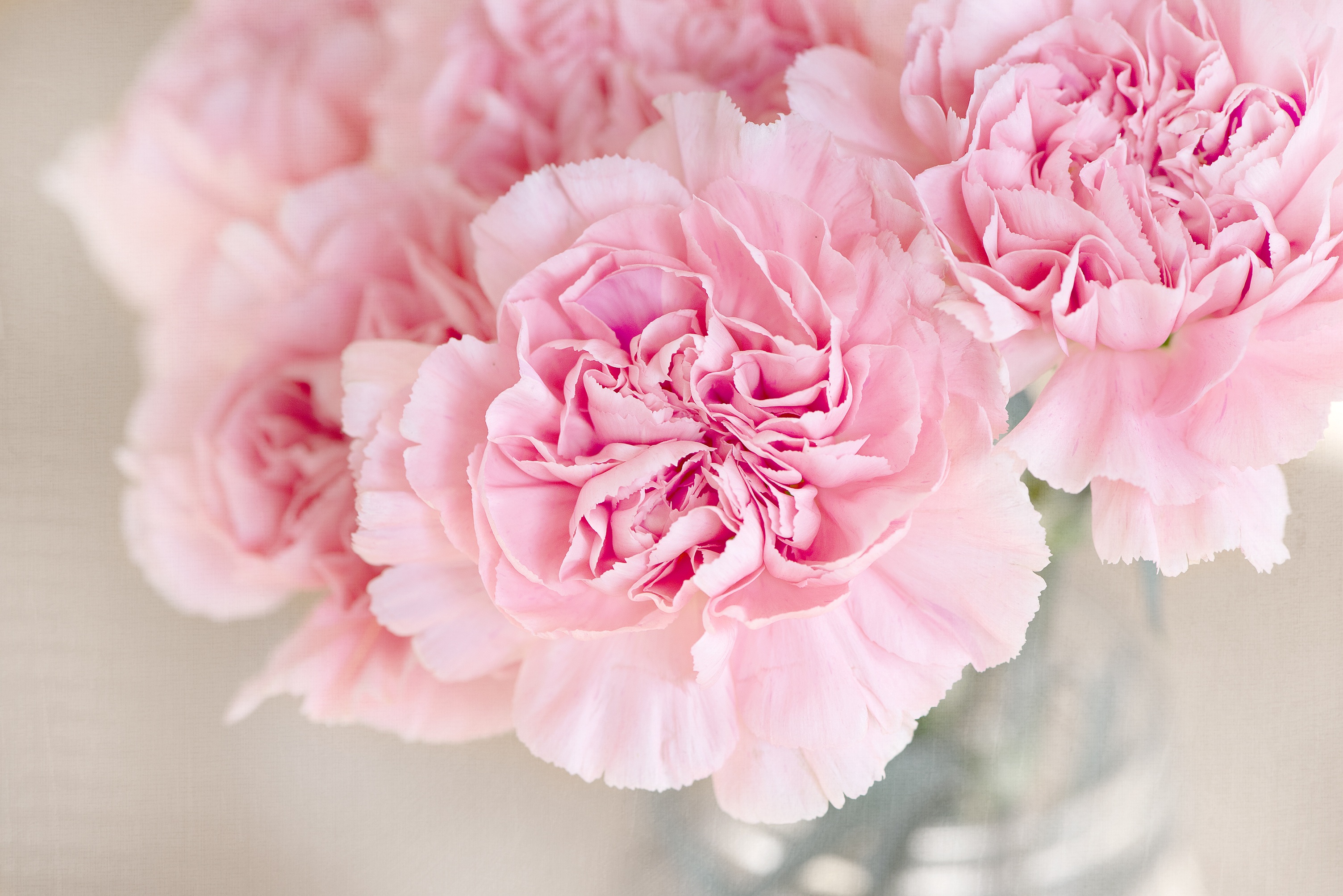 Free photo Close-up of pink flowers