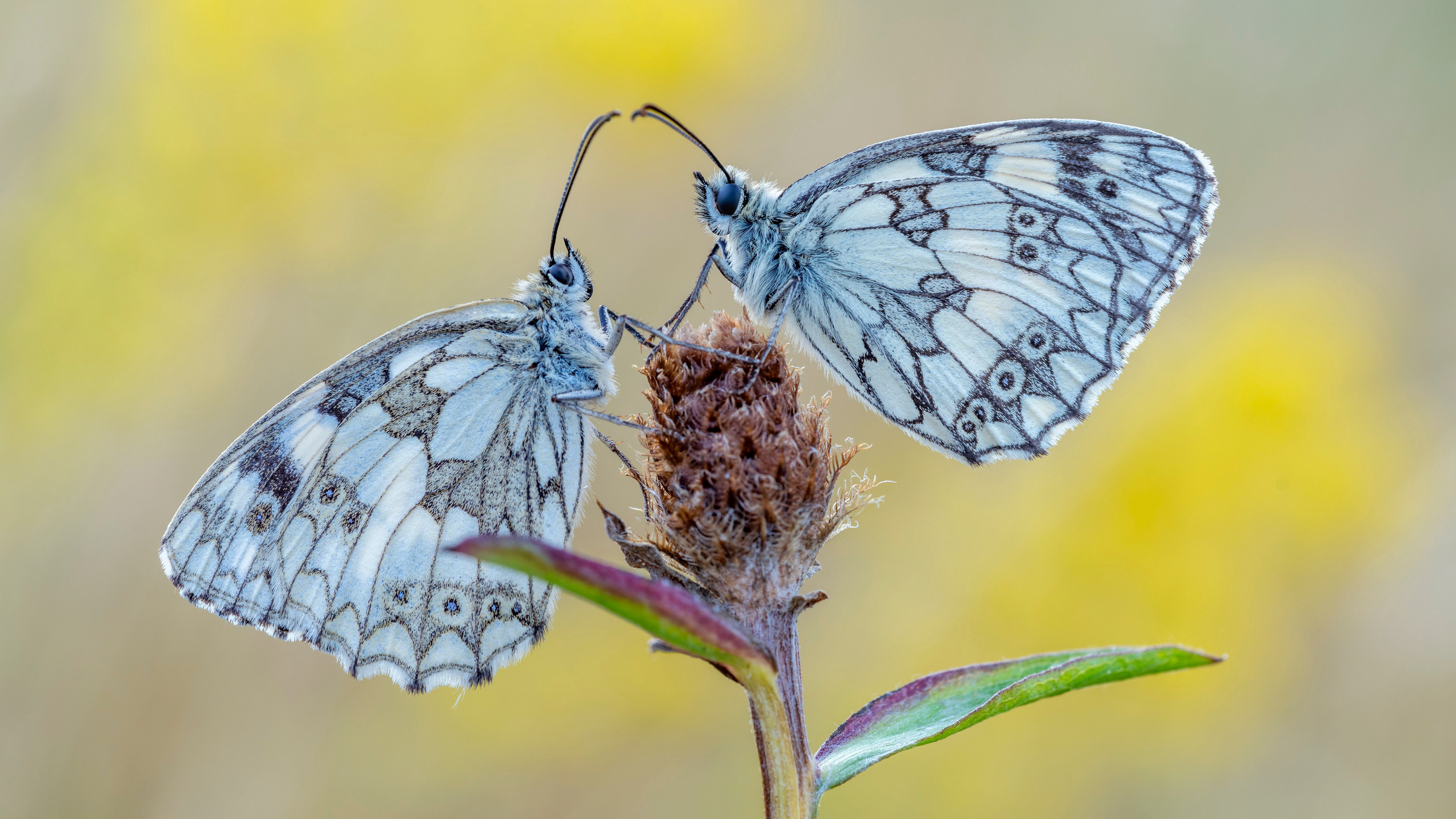 Free photo Two butterflies on one plant