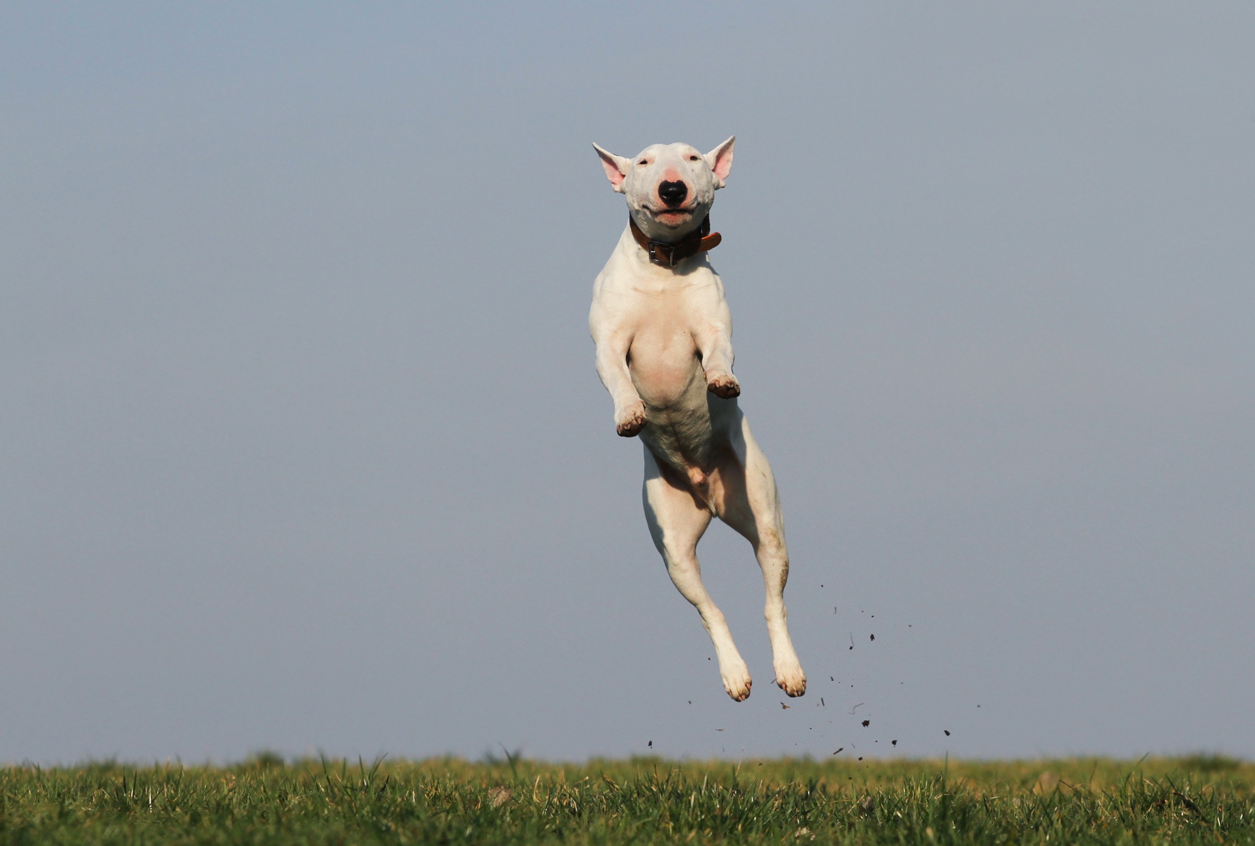 Wallpapers dog training mammal on the desktop