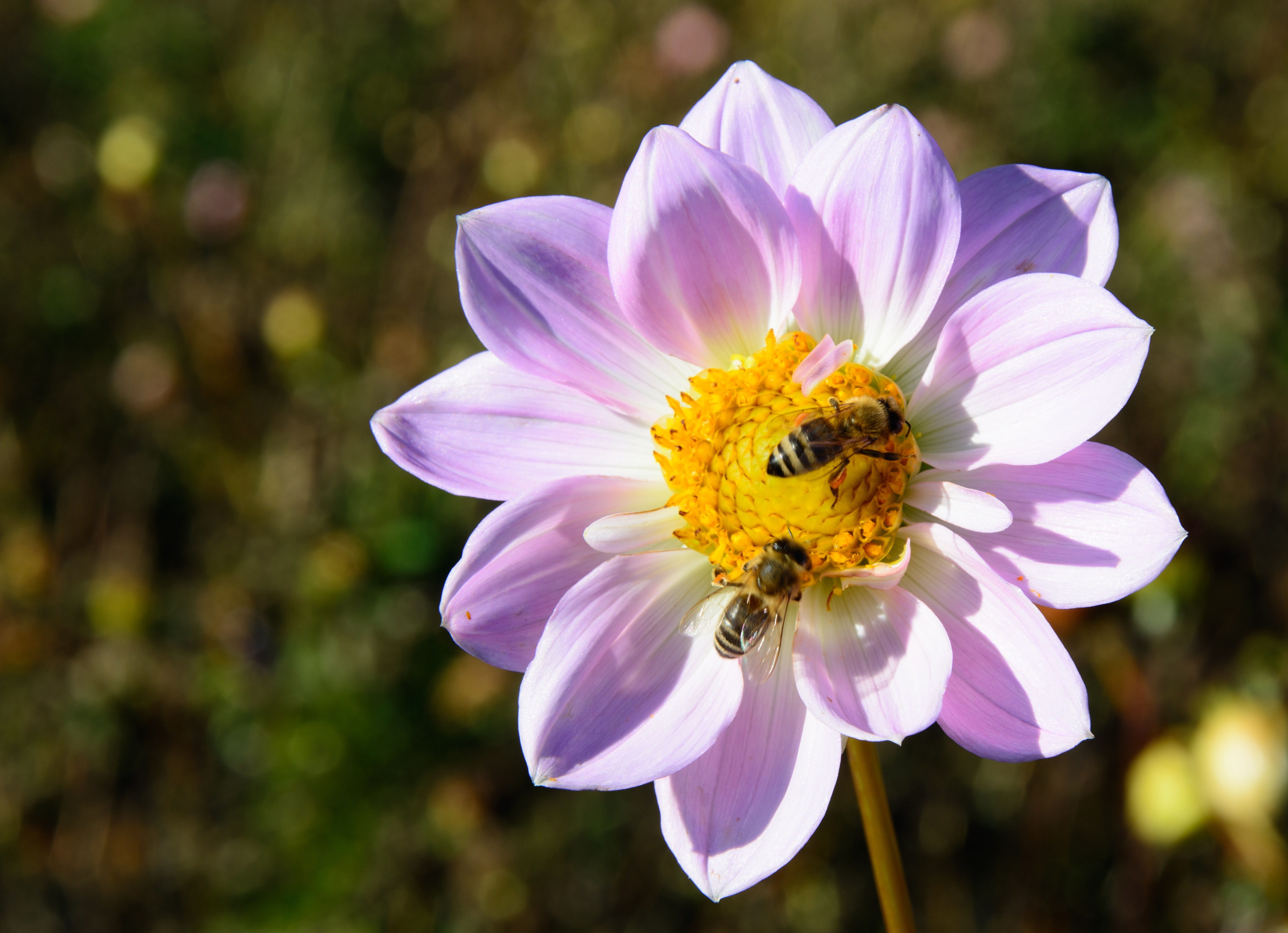 蜜蜂在大丽花上采蜜