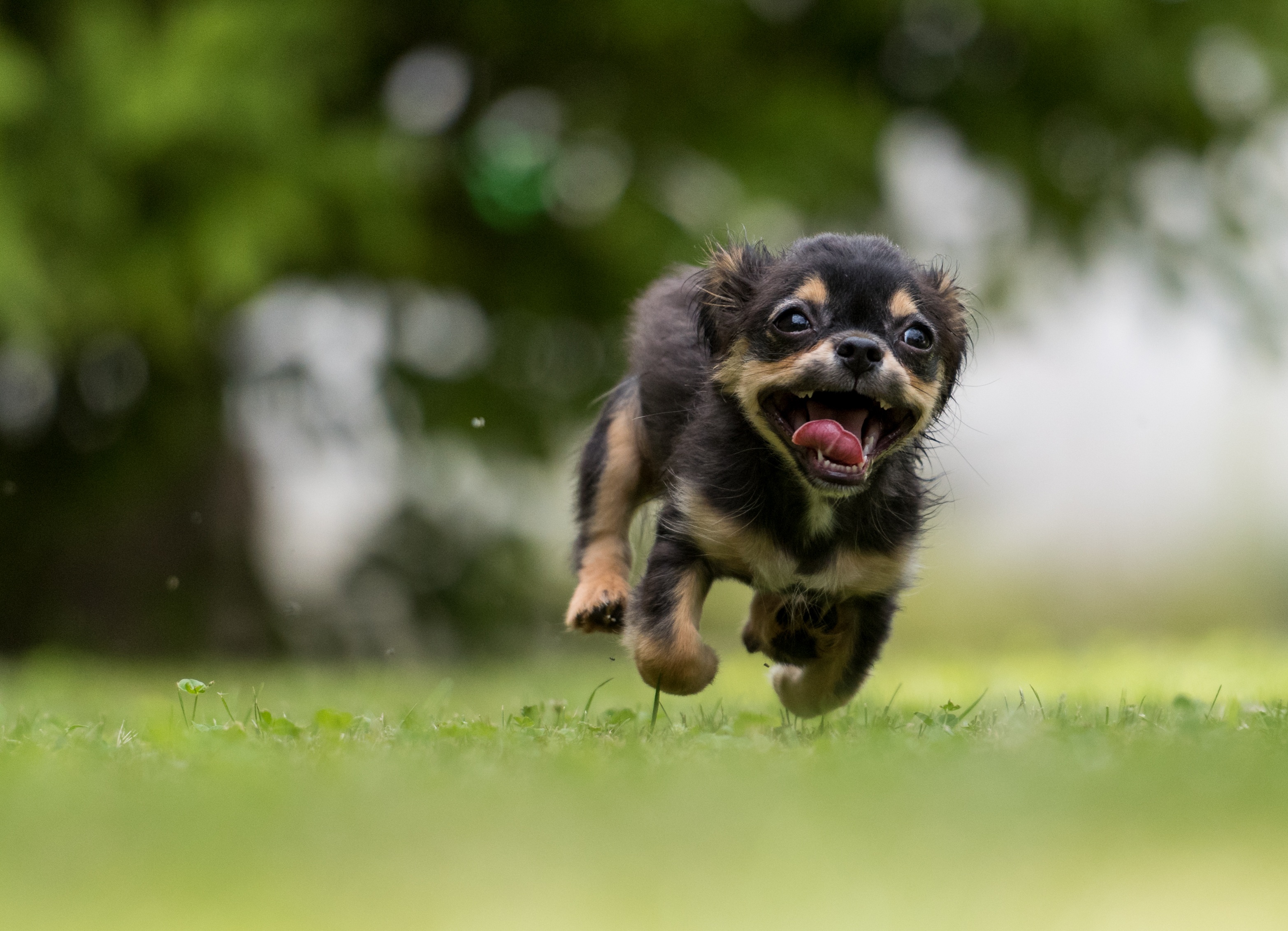 一只快乐的小狗在绿色的草坪上奔跑