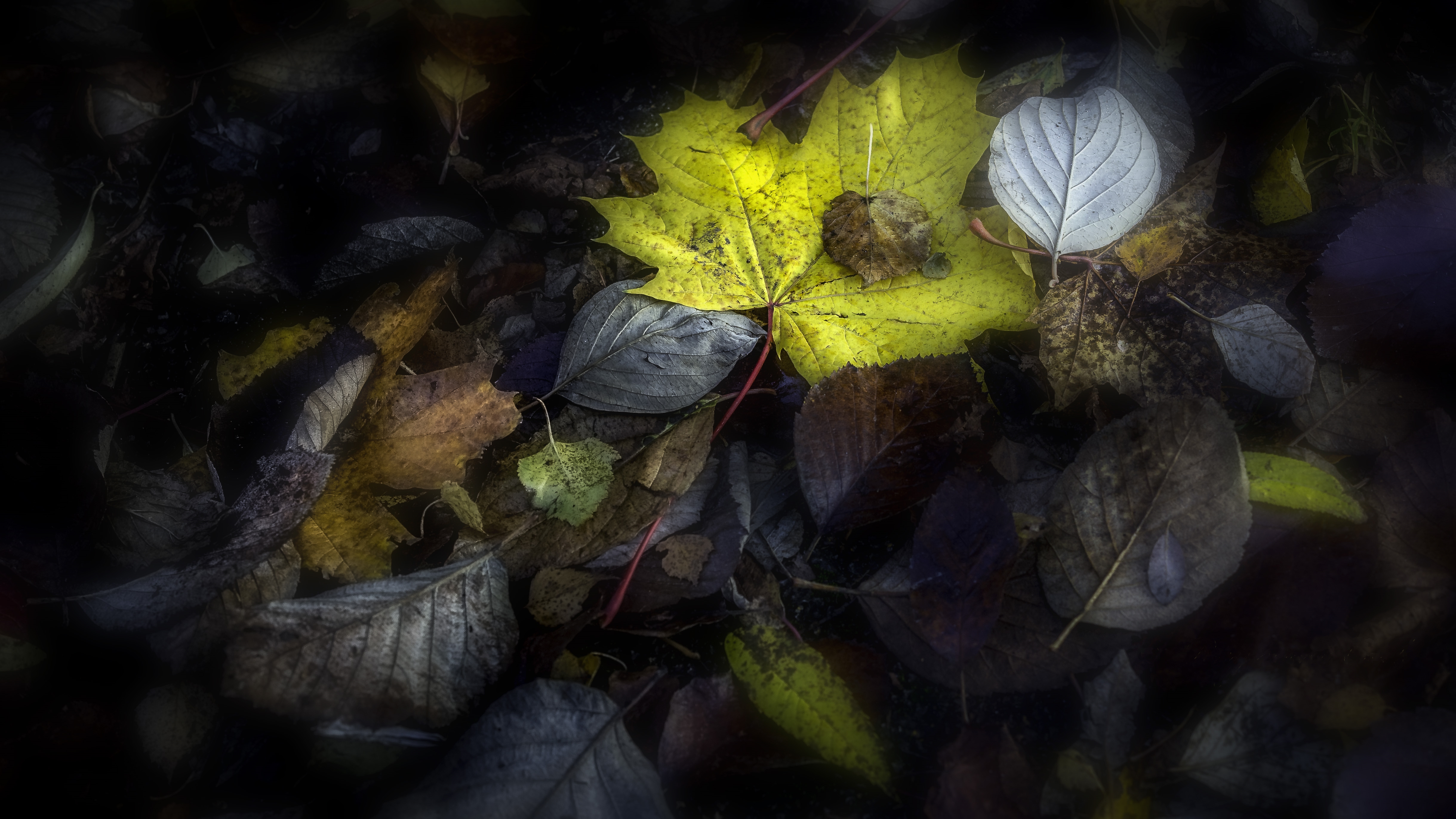 Free photo Autumn screen saver, autumn leaves on iphone