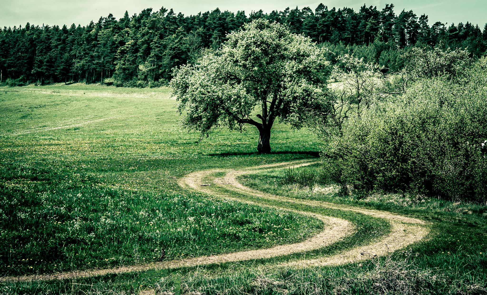 Wallpapers lawn landscapes village road on the desktop