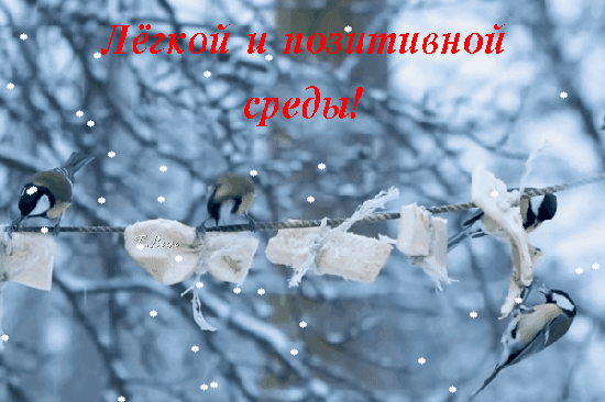 主题为环境 冬季 鸟类的明信片免费下载