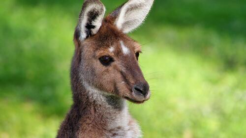 Бесплатное фото Дикий рыжий кенгуру