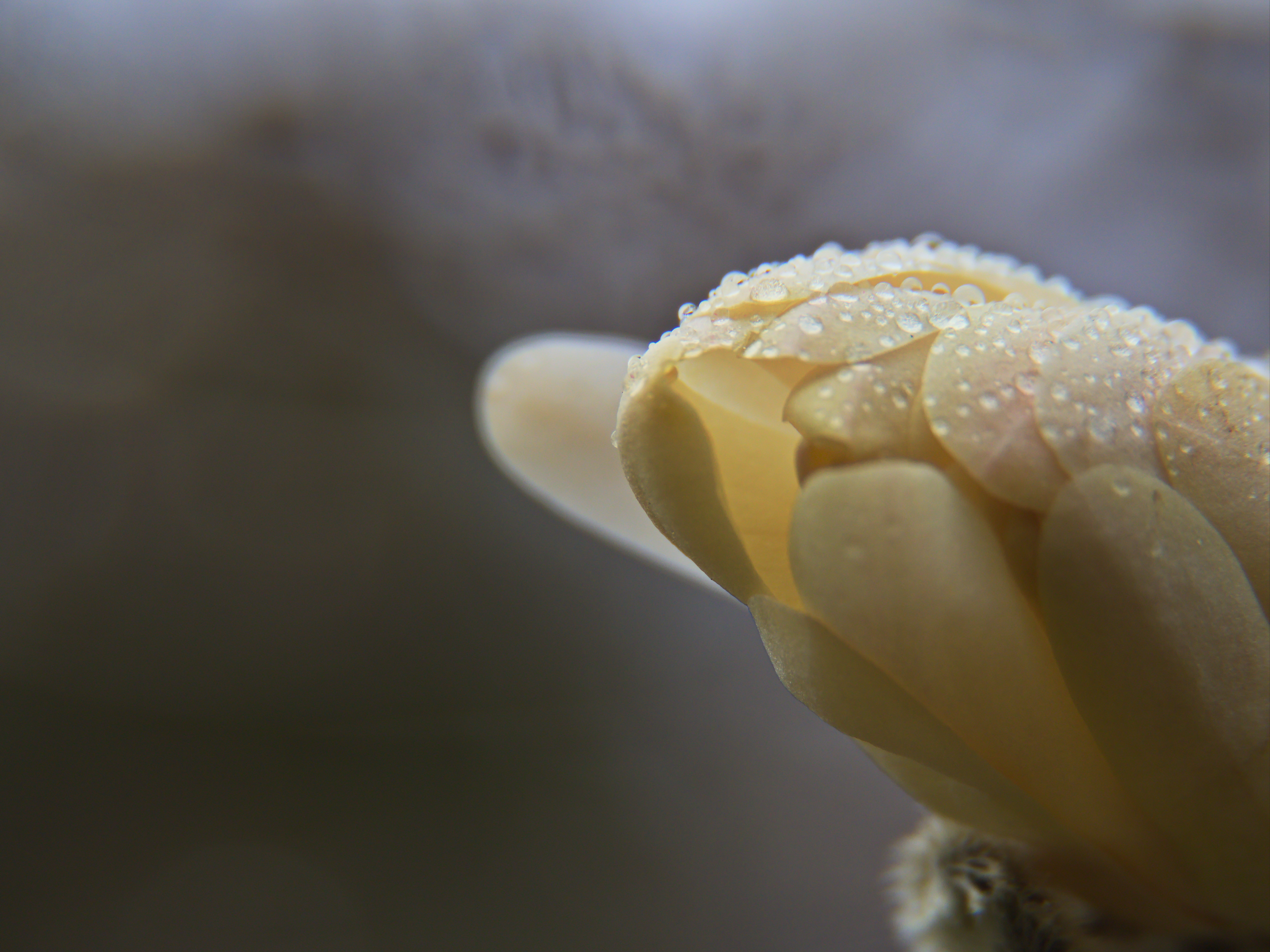 Free photo Dewdrops on white flower petals