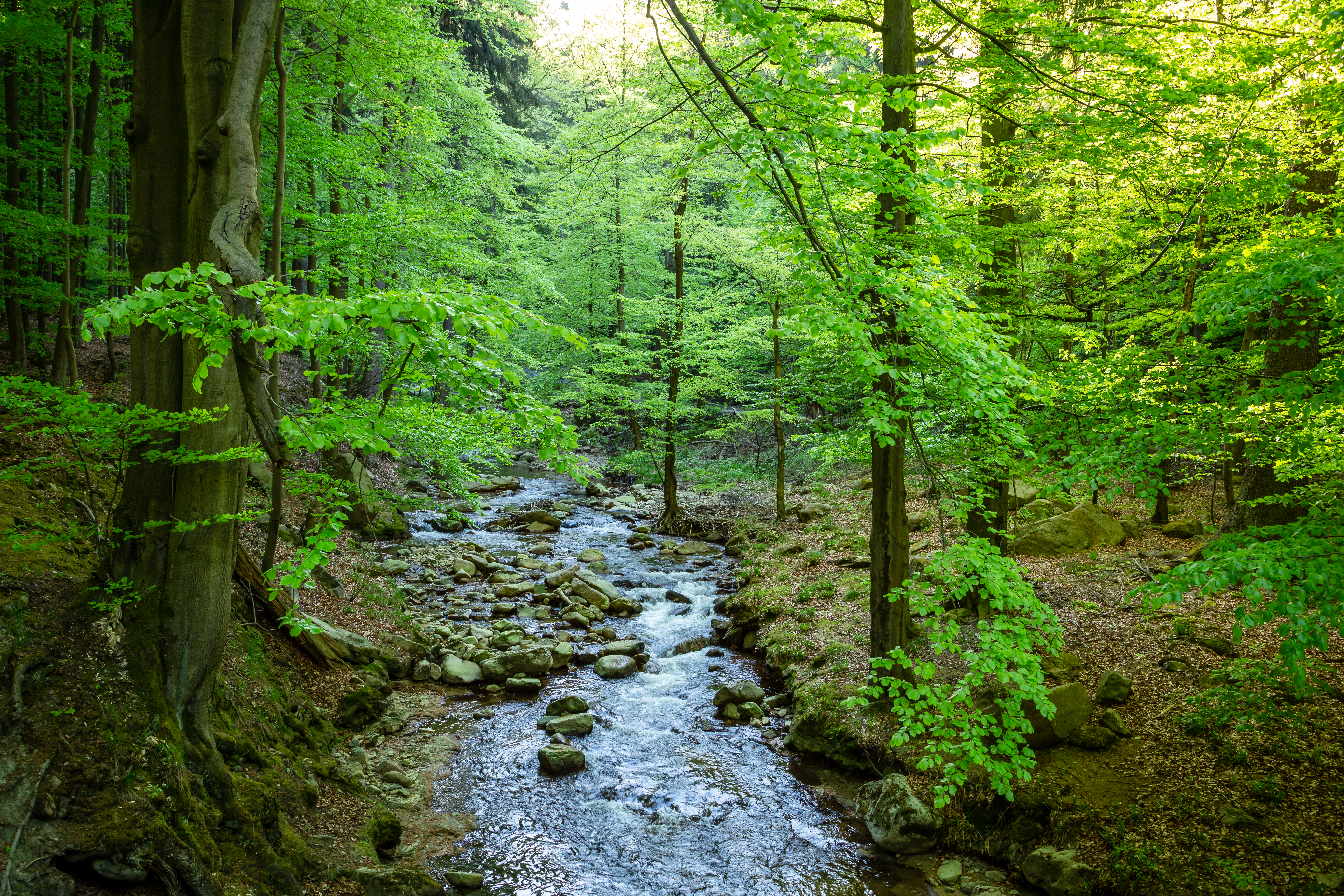 Free photo Wallpaper on the table, forest, river, trees