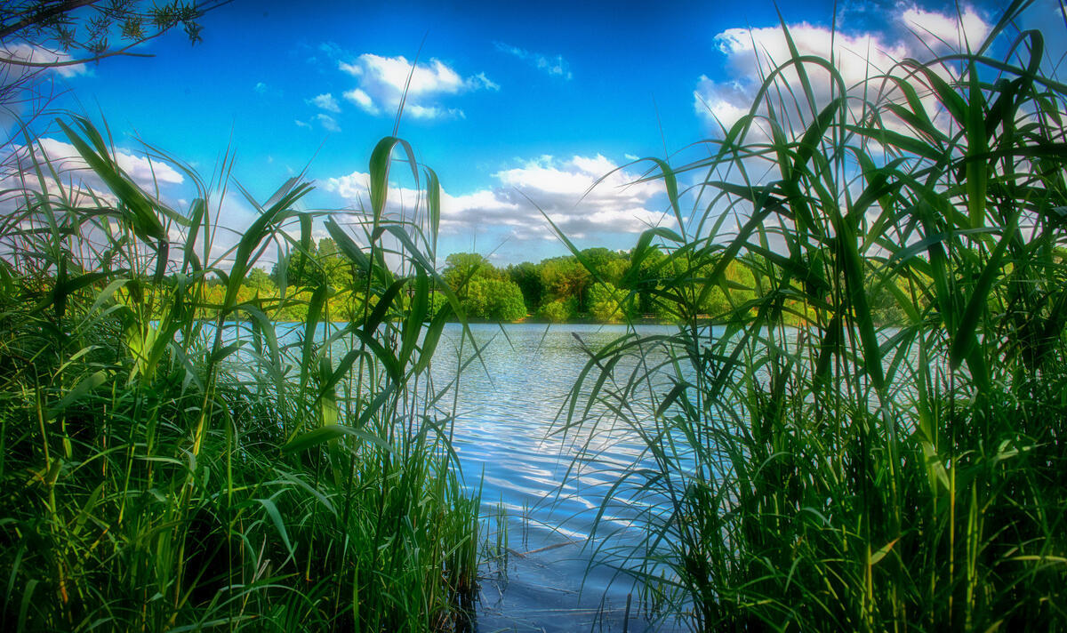 Камыши фото на воде Камыши фото на воде