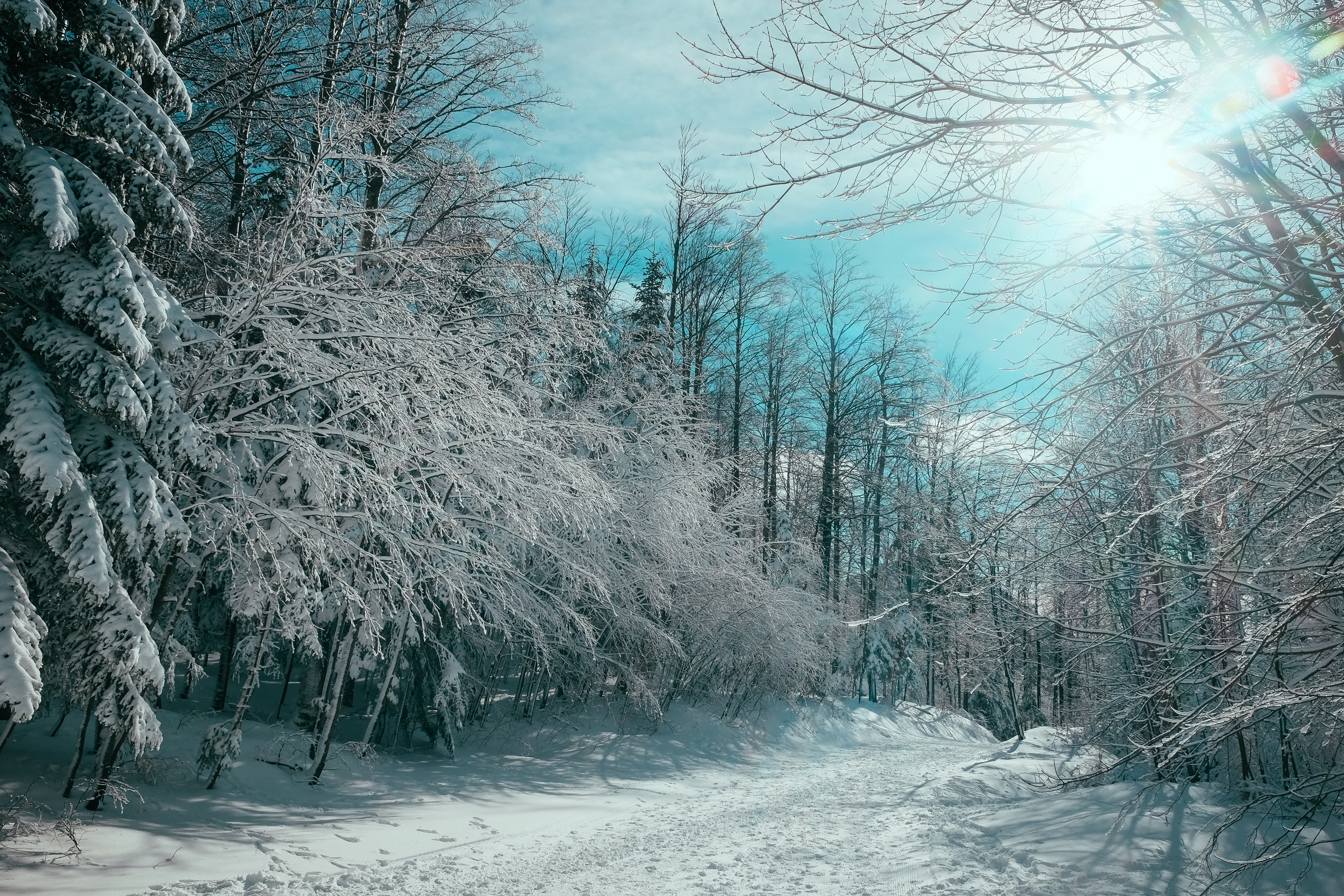 Free photo Winter frosty morning in the forest with fir trees