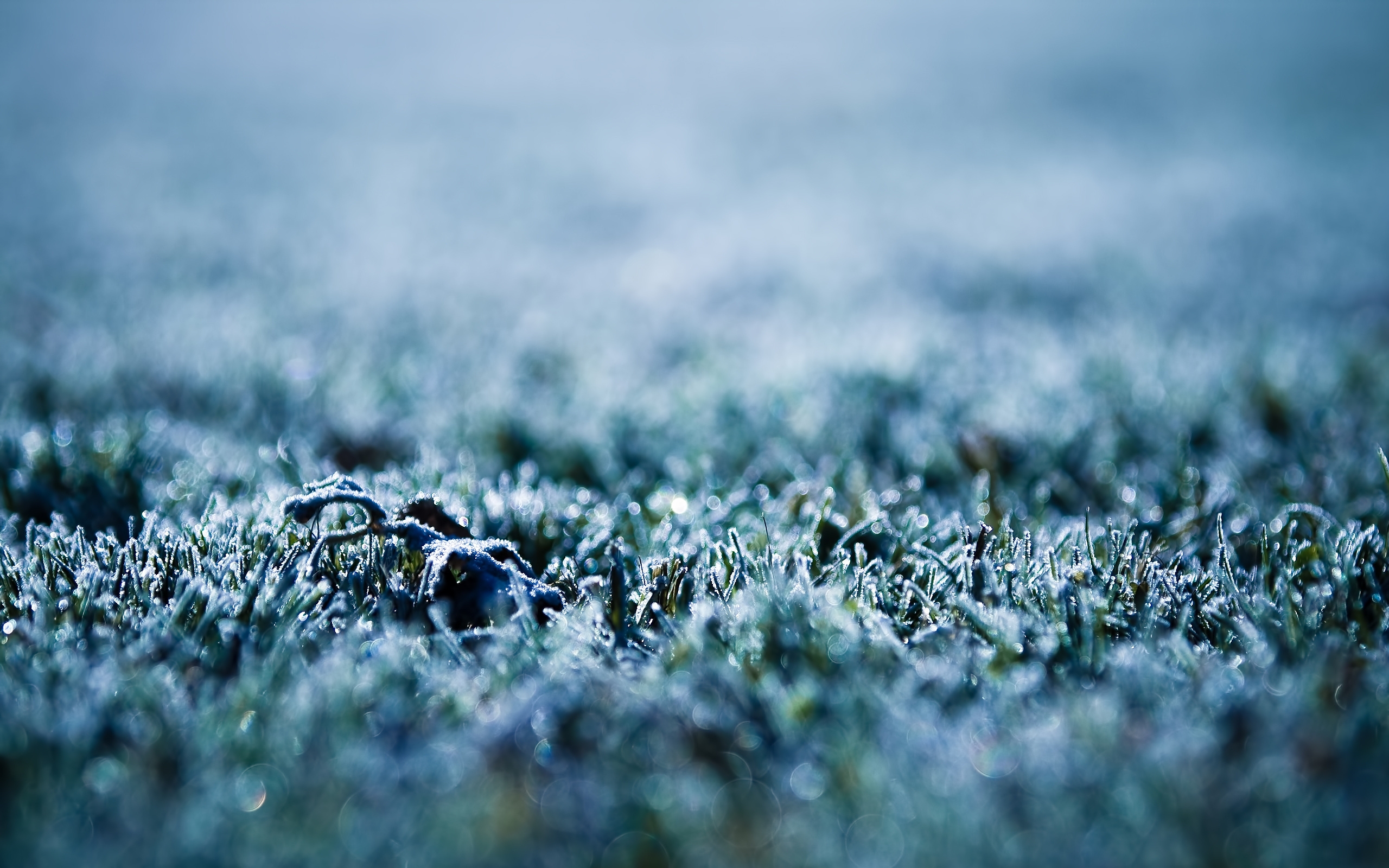 Wallpapers grass frost surface on the desktop