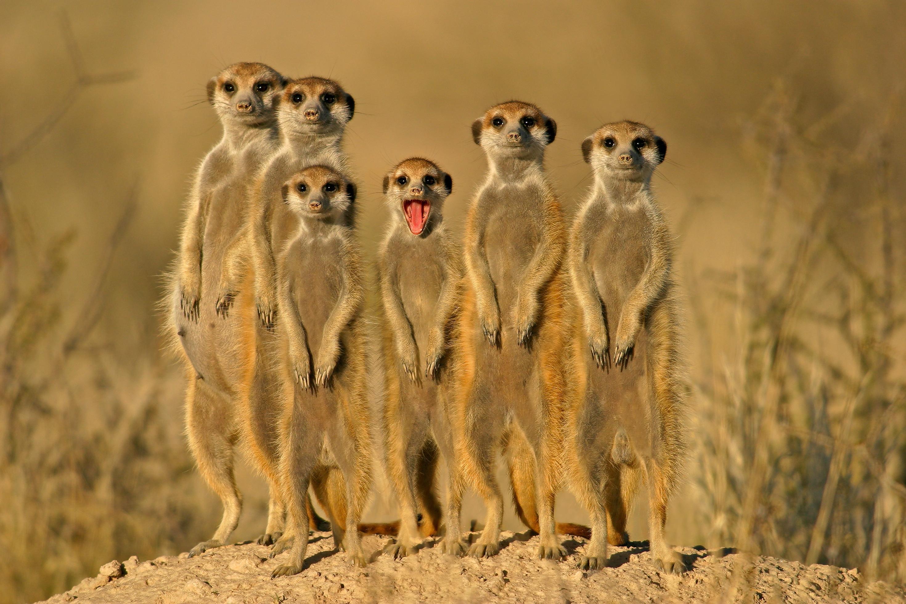 Wallpapers meerkat opened his mouth suricate on the desktop