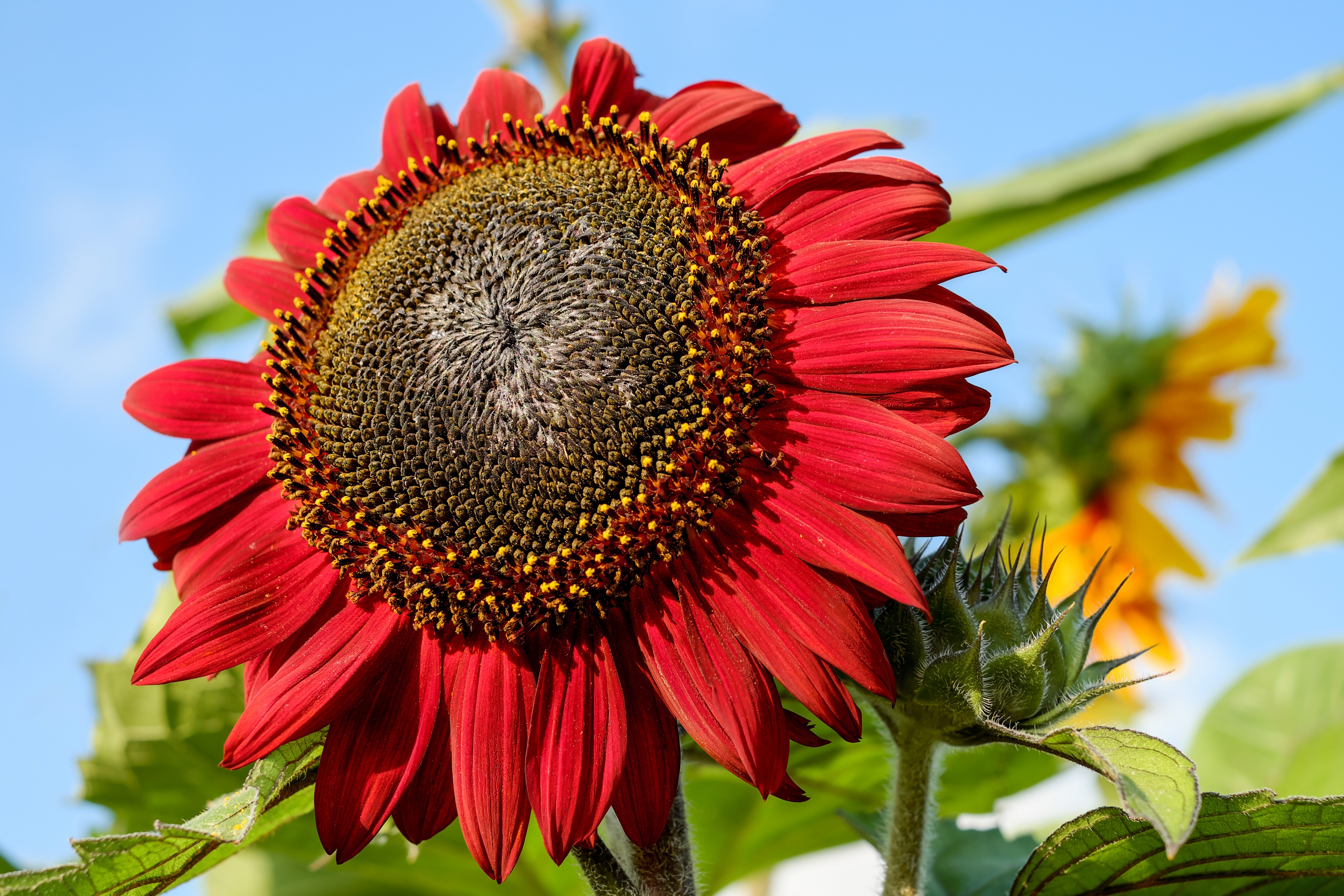 Wallpapers petals wallpaper red sunflower flowers on the desktop