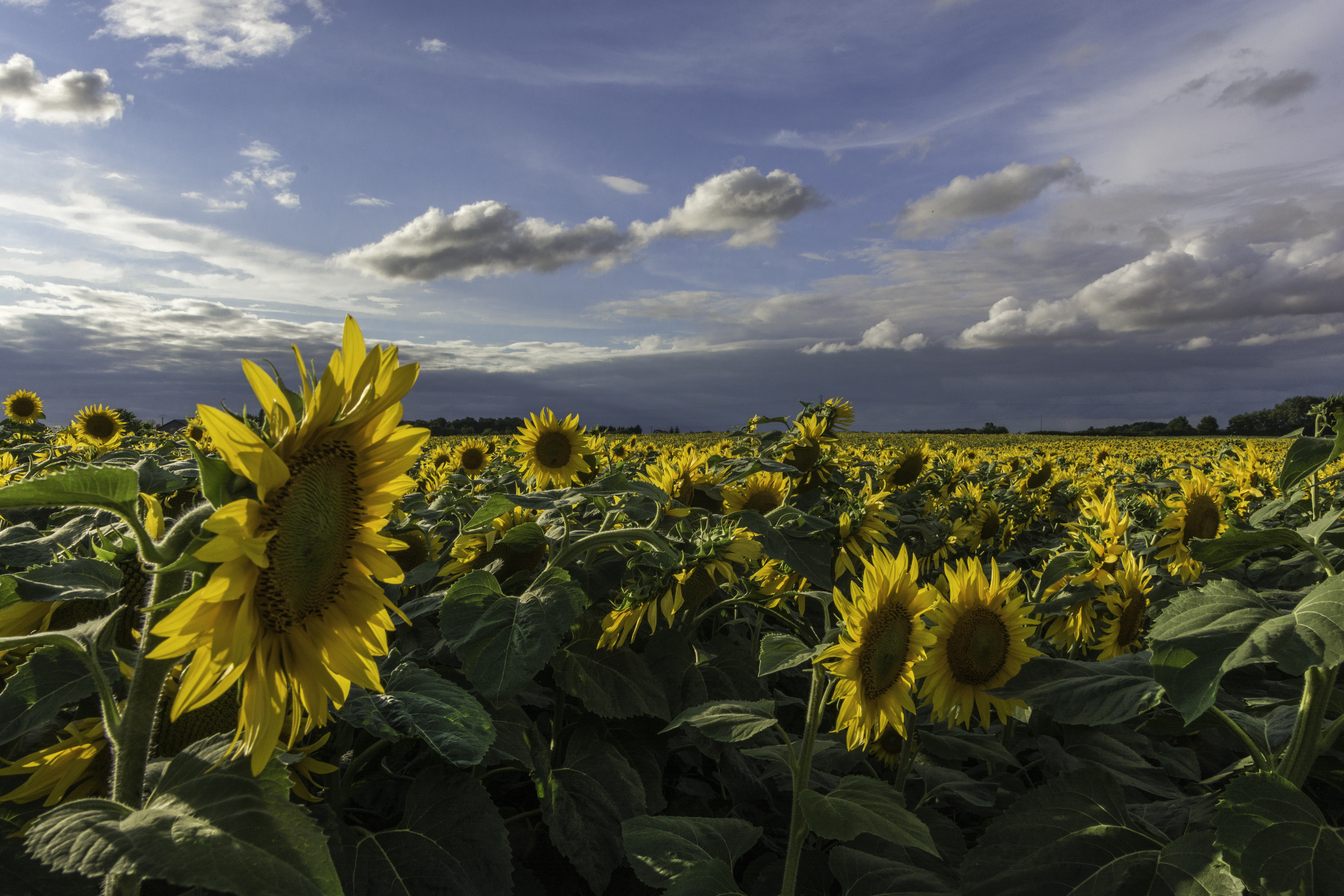 Wallpapers sunflowers landscape sunflower field on the desktop