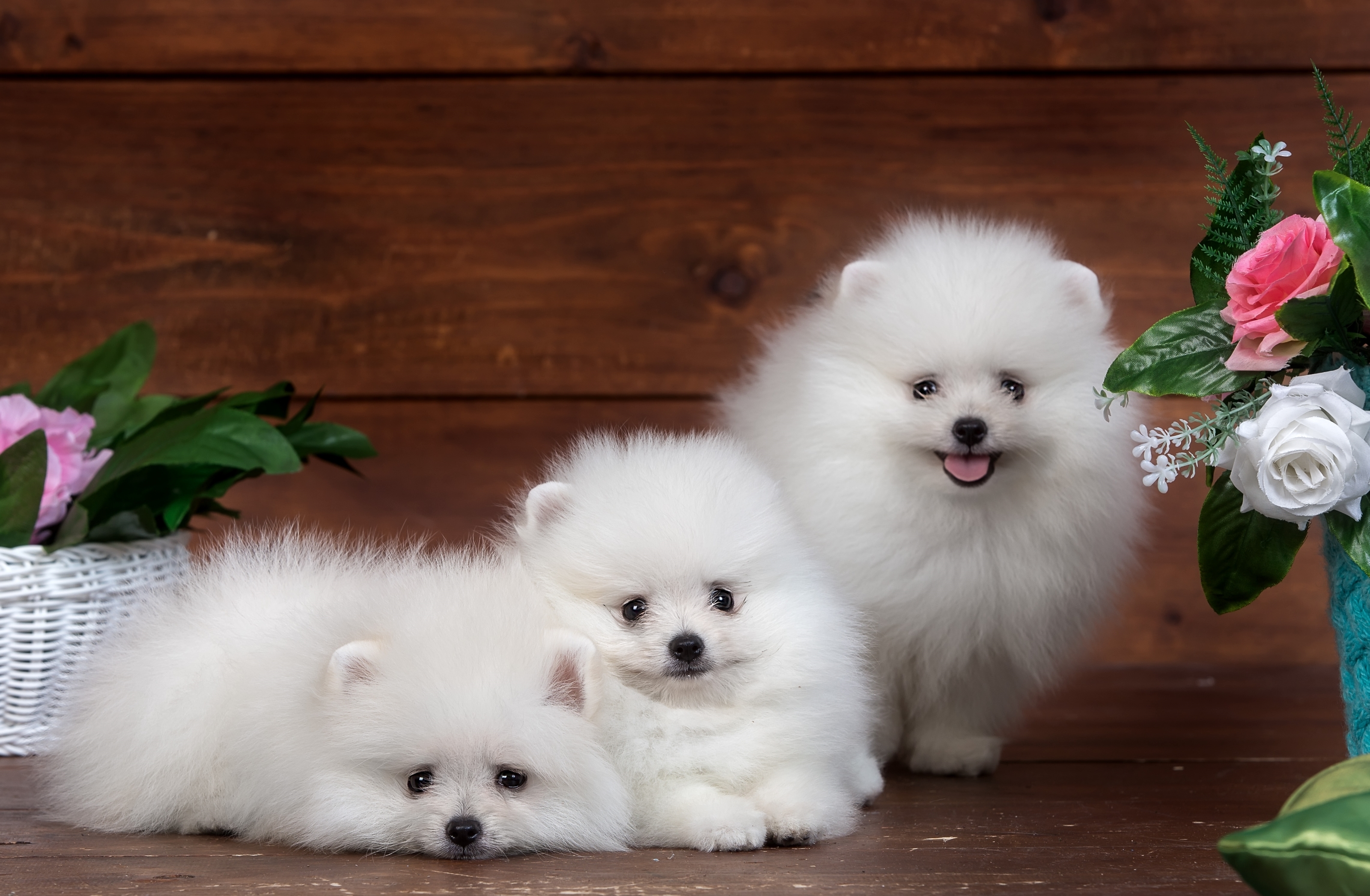 三只白色蓬松的博美犬斯皮茨犬
