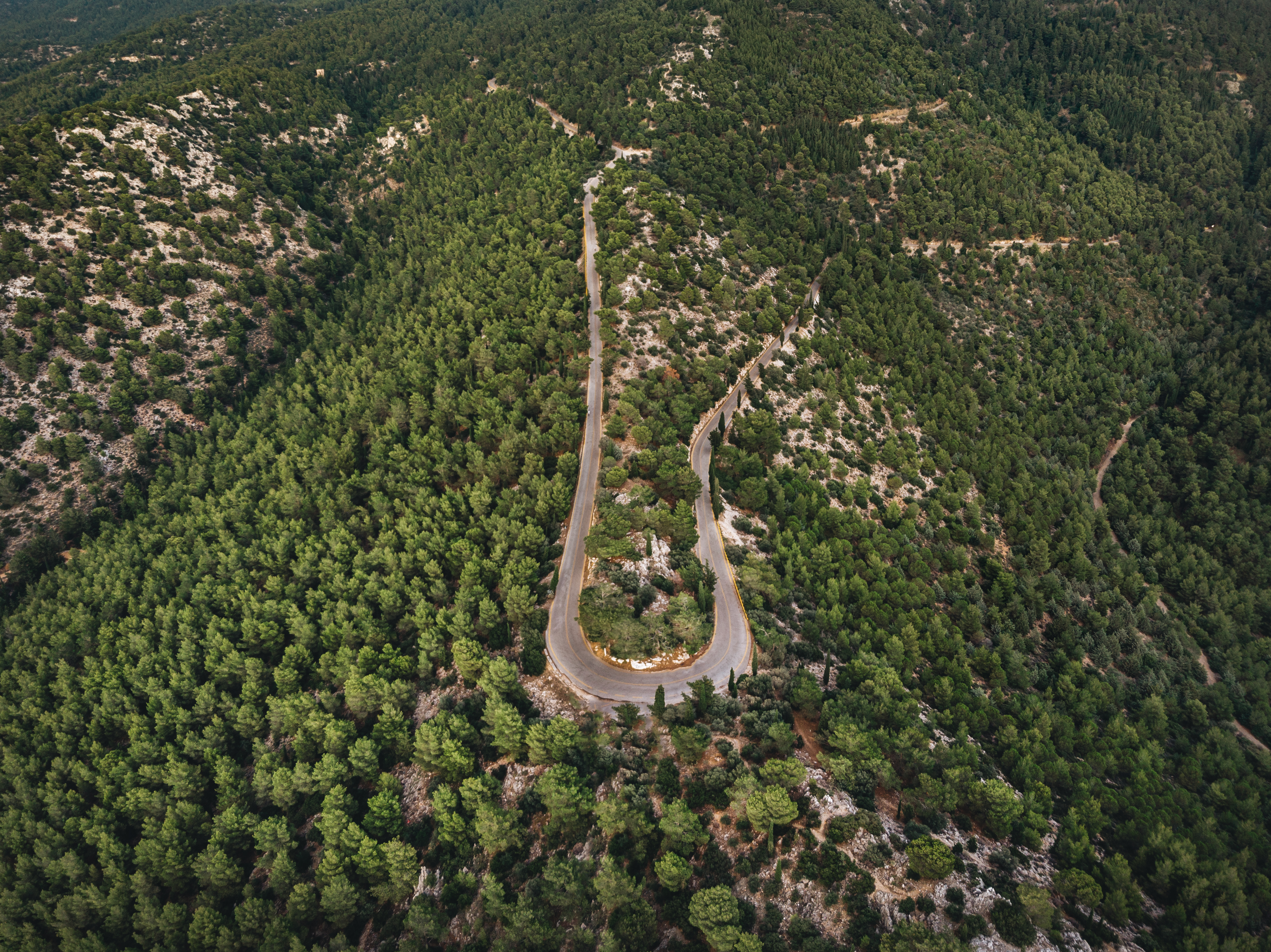 Wallpapers rotates forest bird view on the desktop